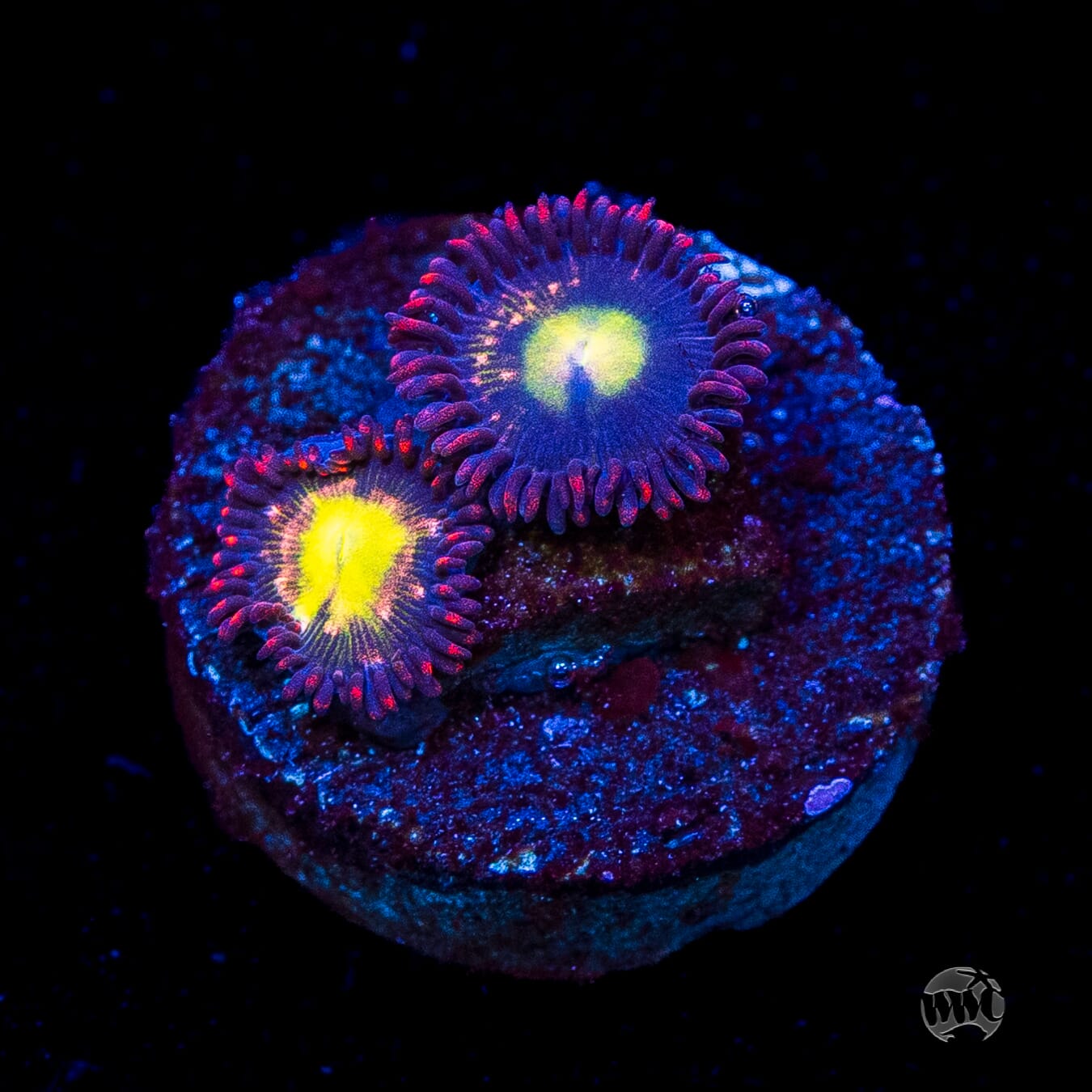 WWC Egg Yolks Zoanthids