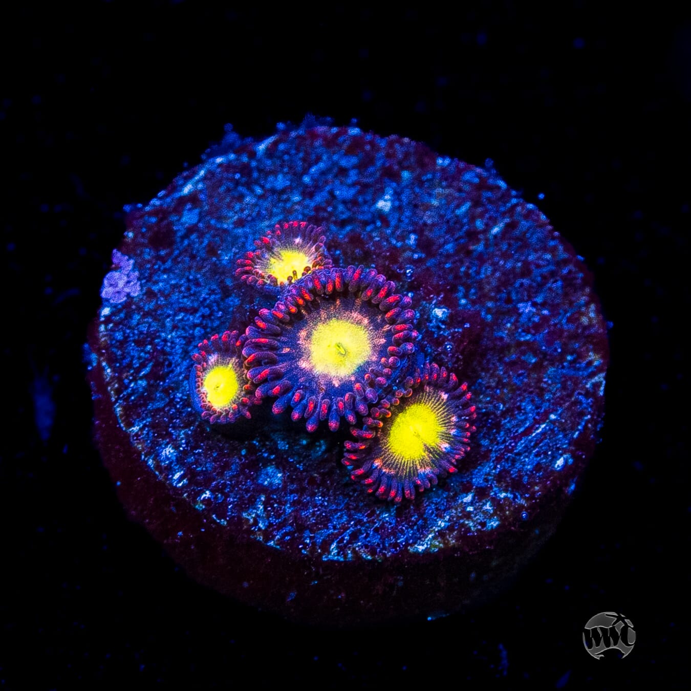 WWC Egg Yolks Zoanthids