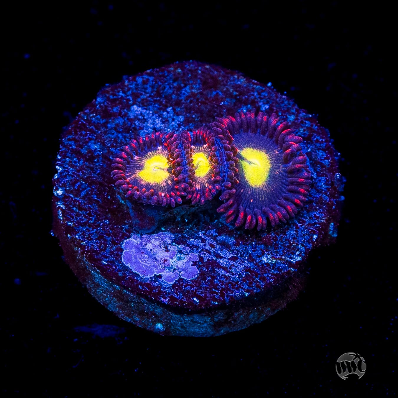WWC Egg Yolks Zoanthids