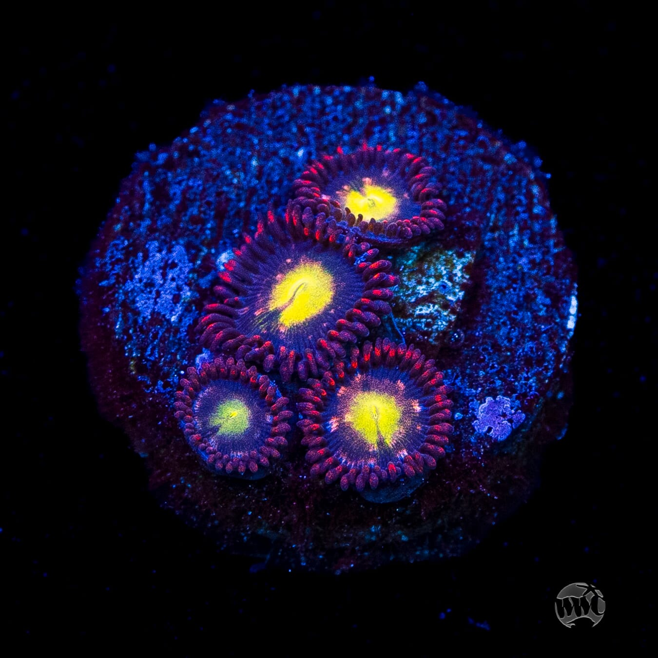 WWC Egg Yolks Zoanthids