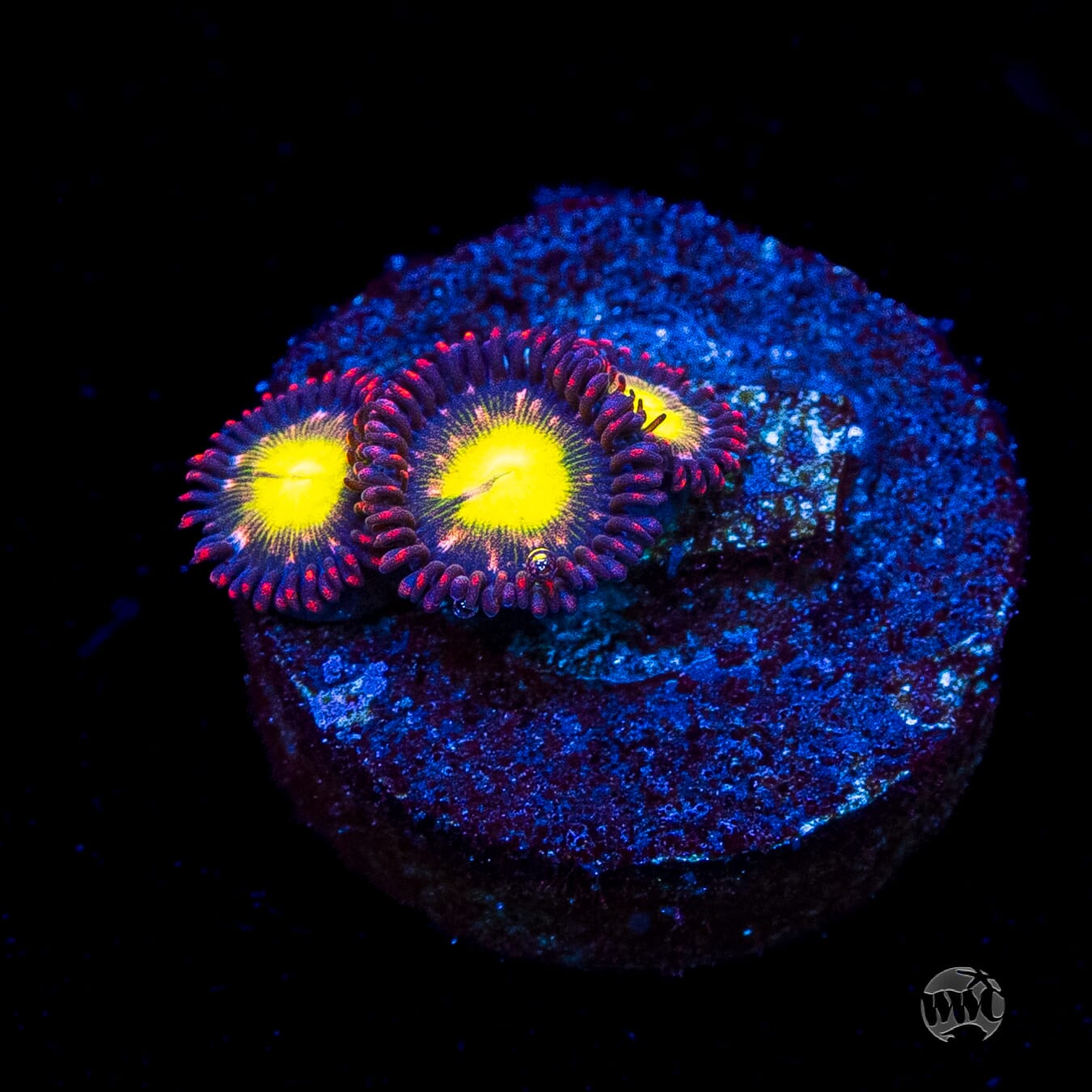 WWC Egg Yolks Zoanthids