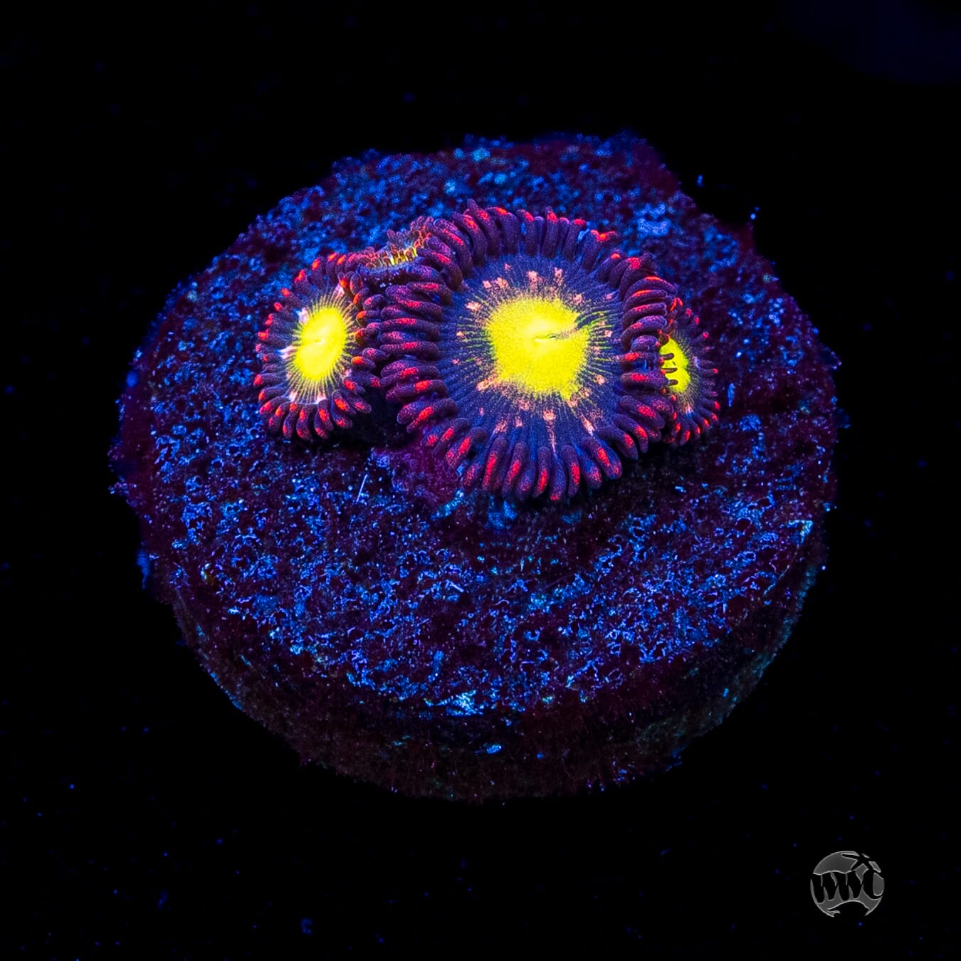 WWC Egg Yolks Zoanthids