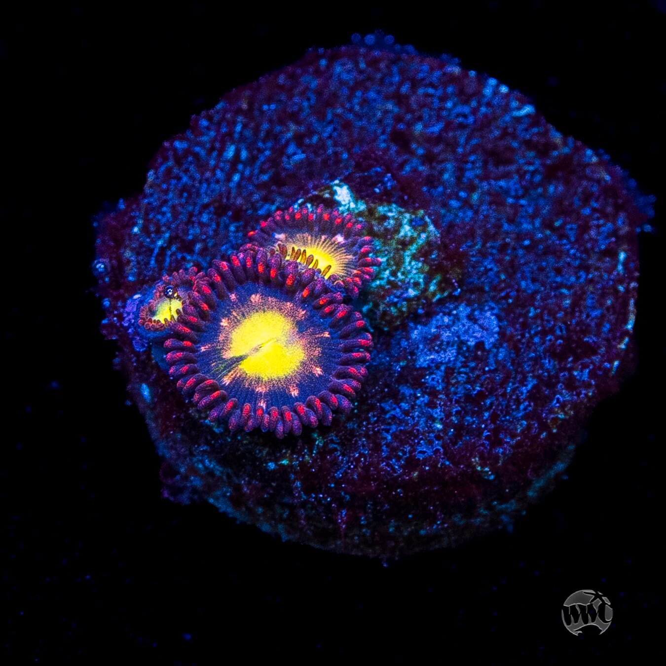WWC Egg Yolks Zoanthids