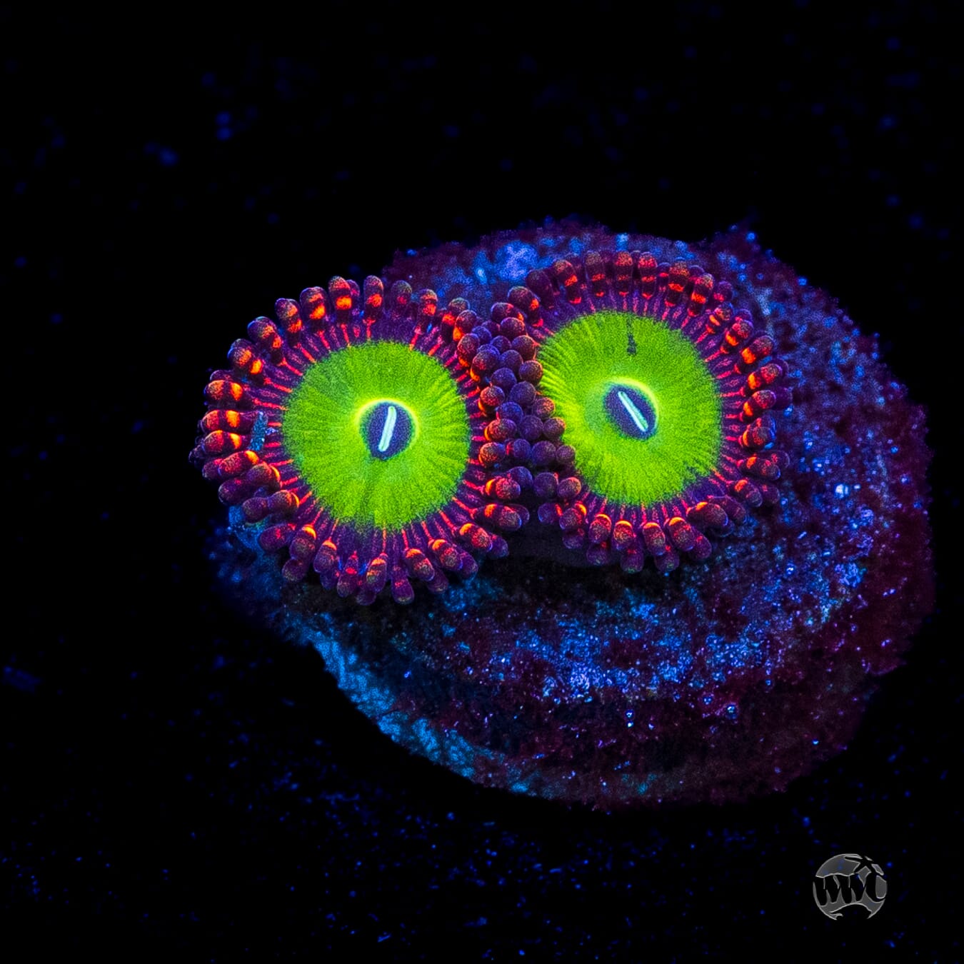 Candy Apple Red Zoanthids