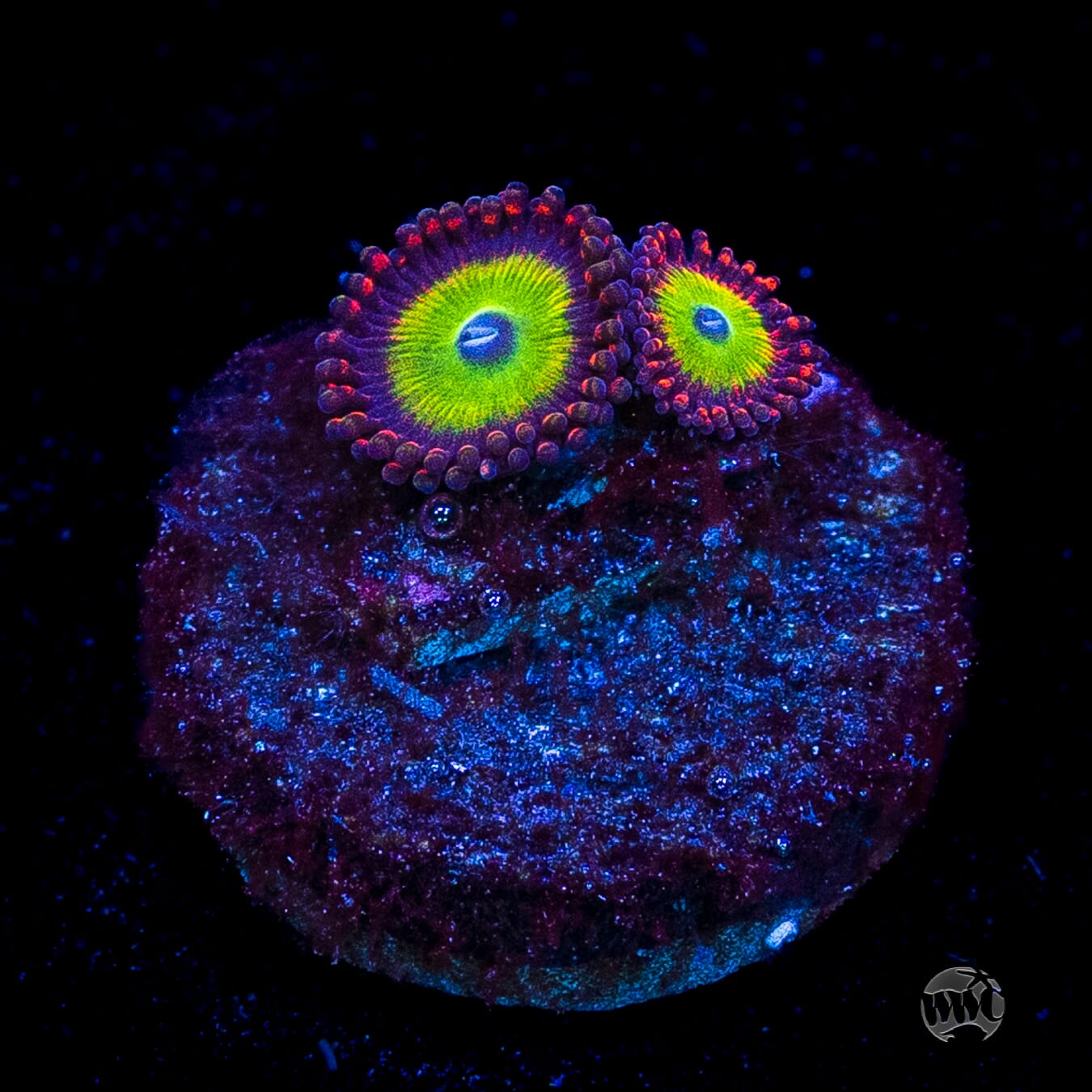 Candy Apple Red Zoanthids