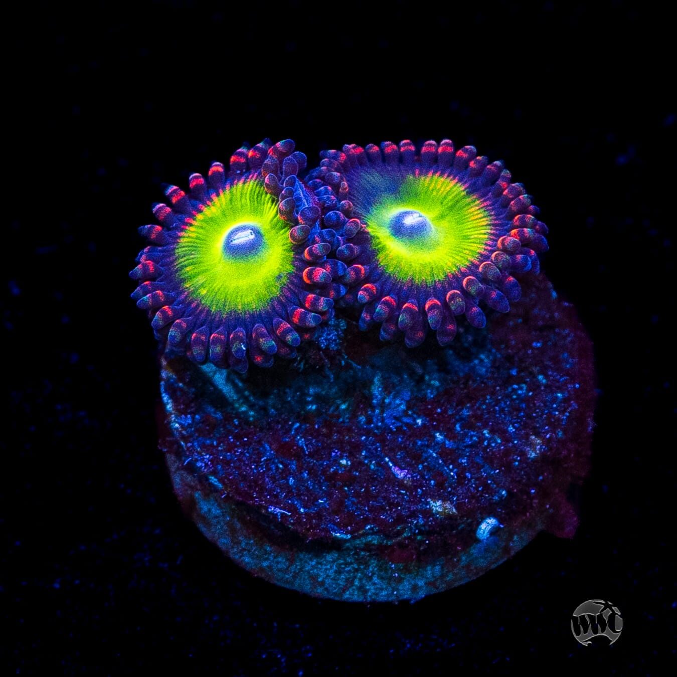Candy Apple Red Zoanthids