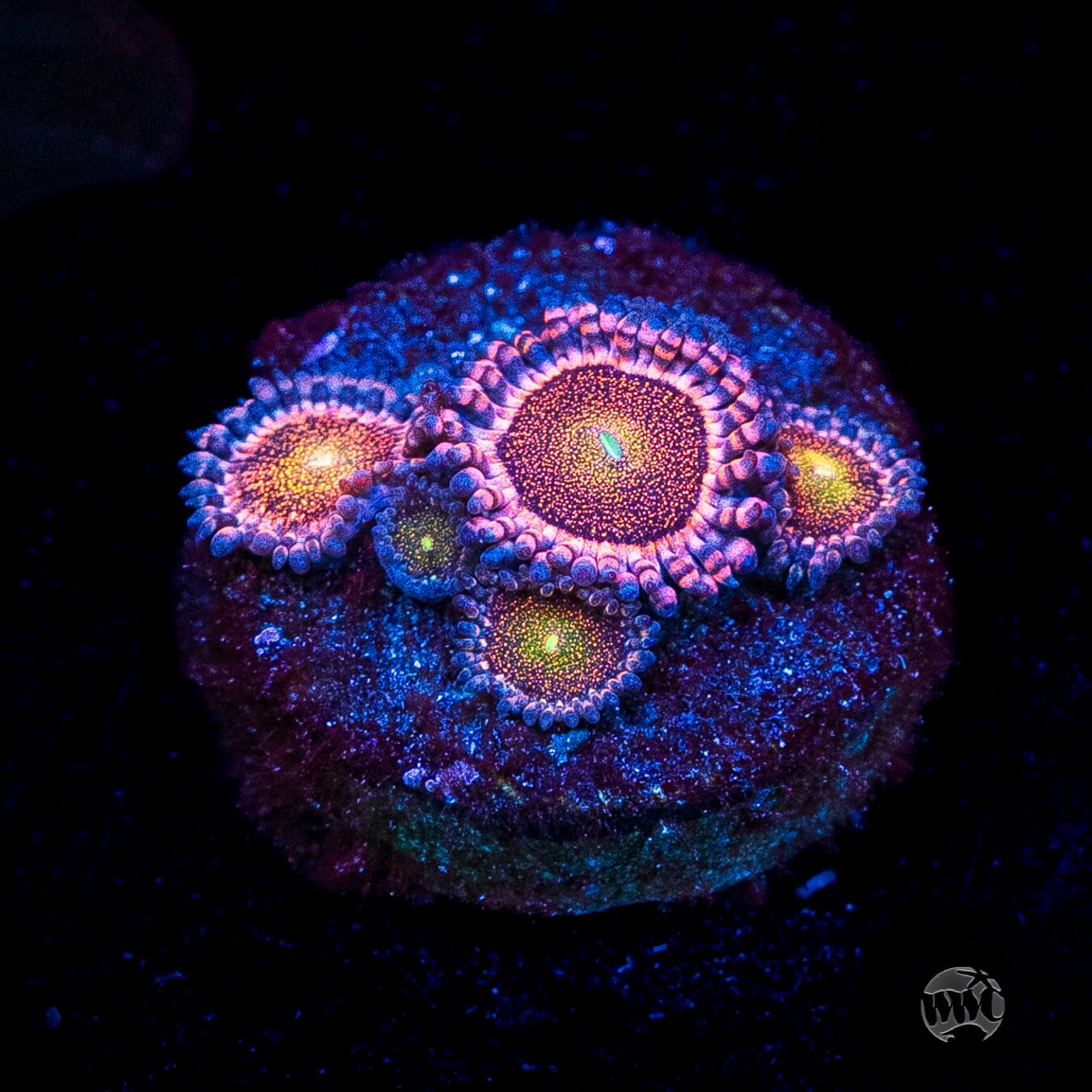 Mohawk Zoanthids