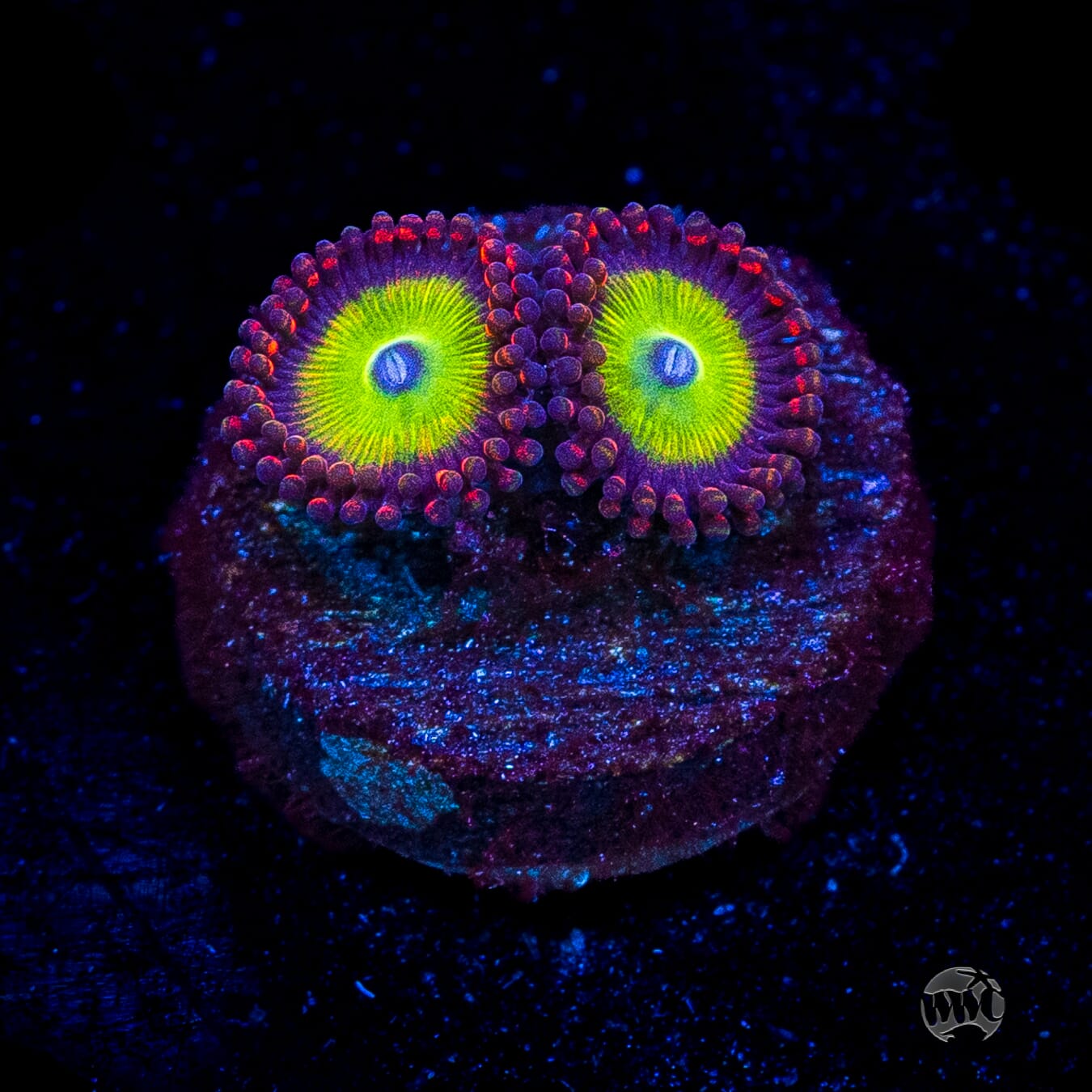 Candy Apple Red Zoanthids
