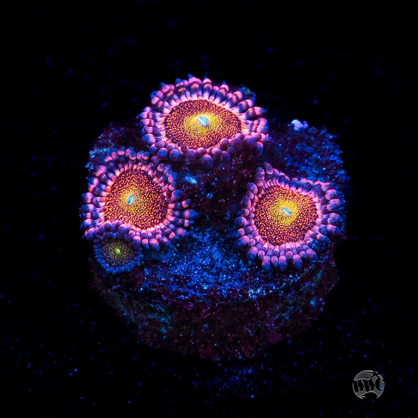 Mohawk Zoanthids