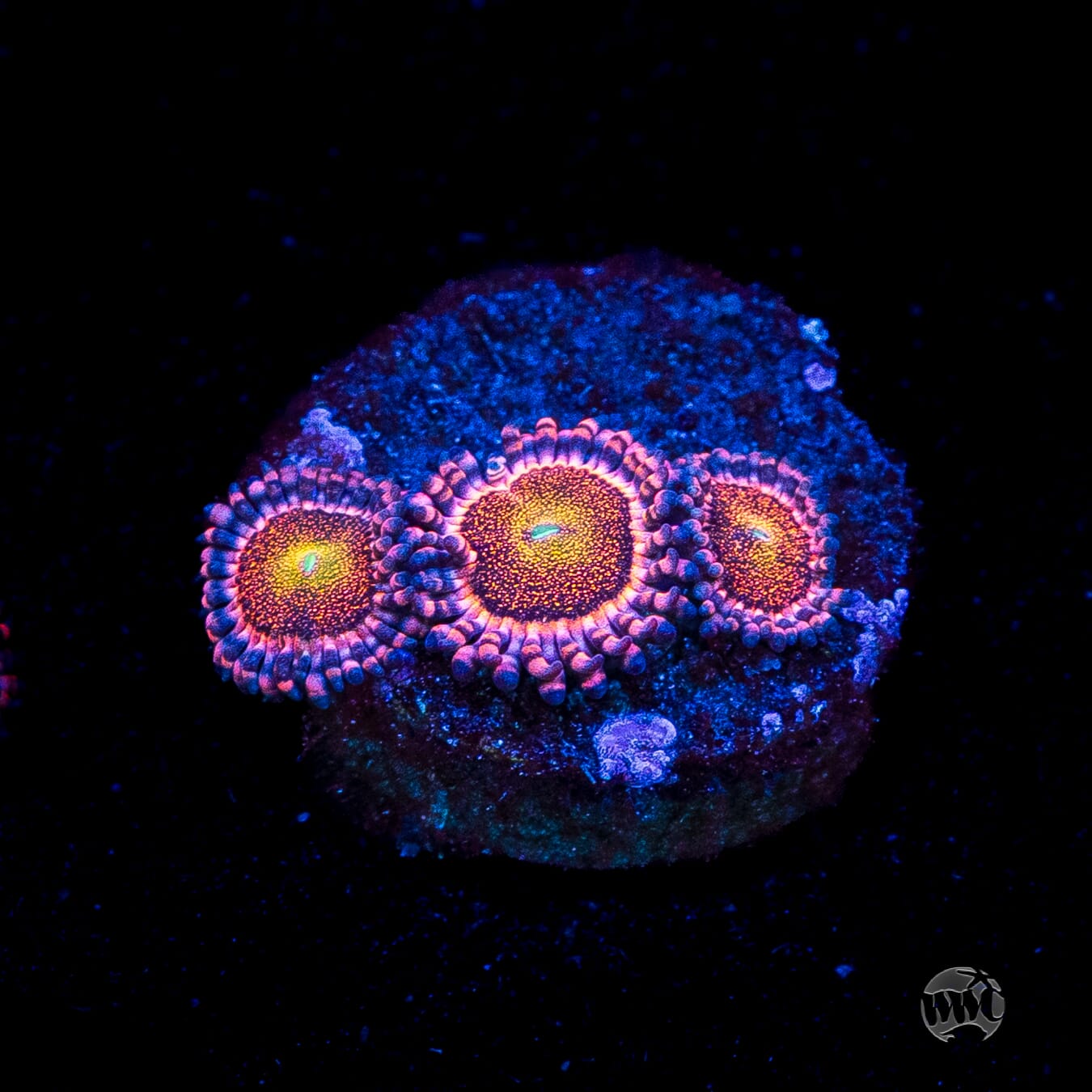 Mohawk Zoanthids