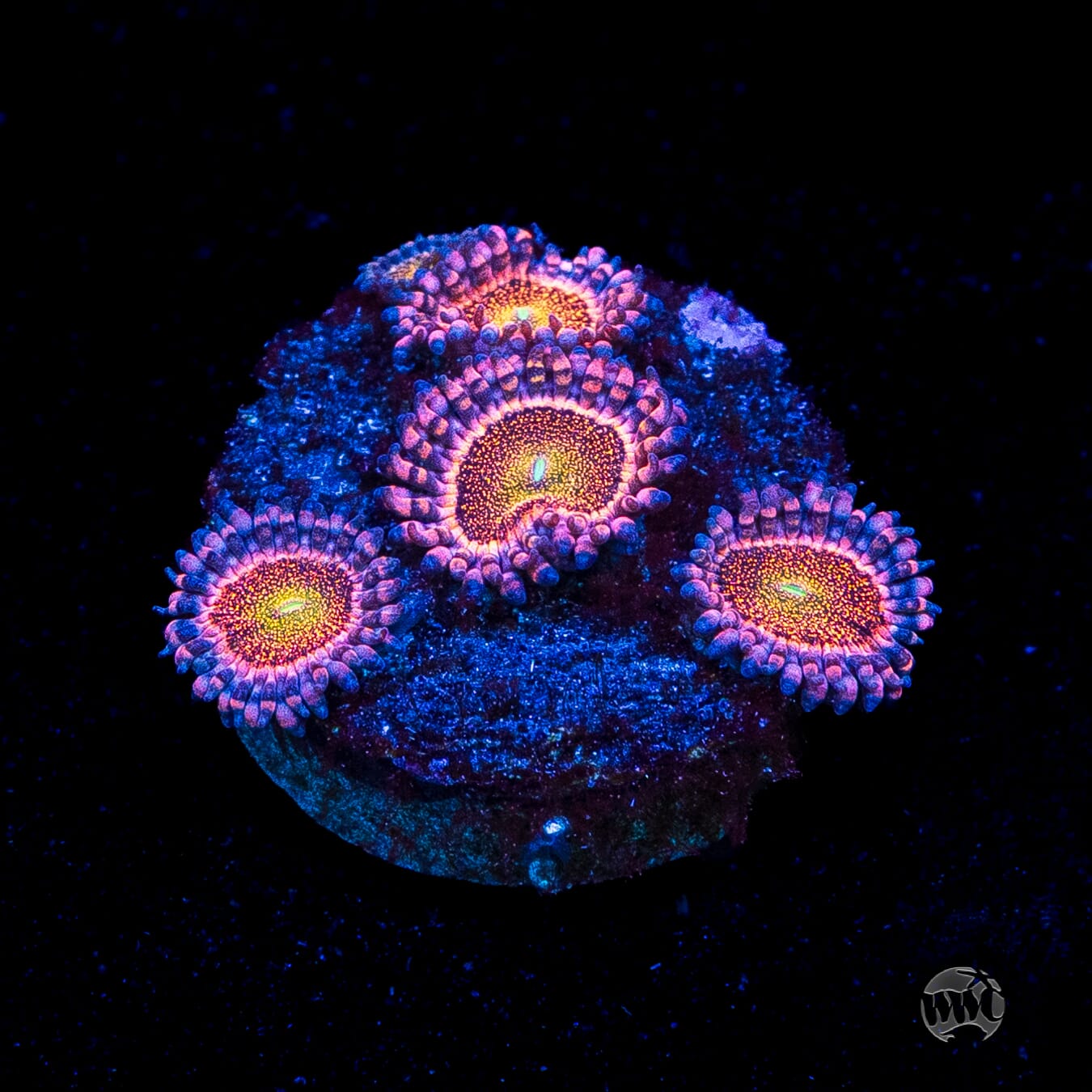 Mohawk Zoanthids