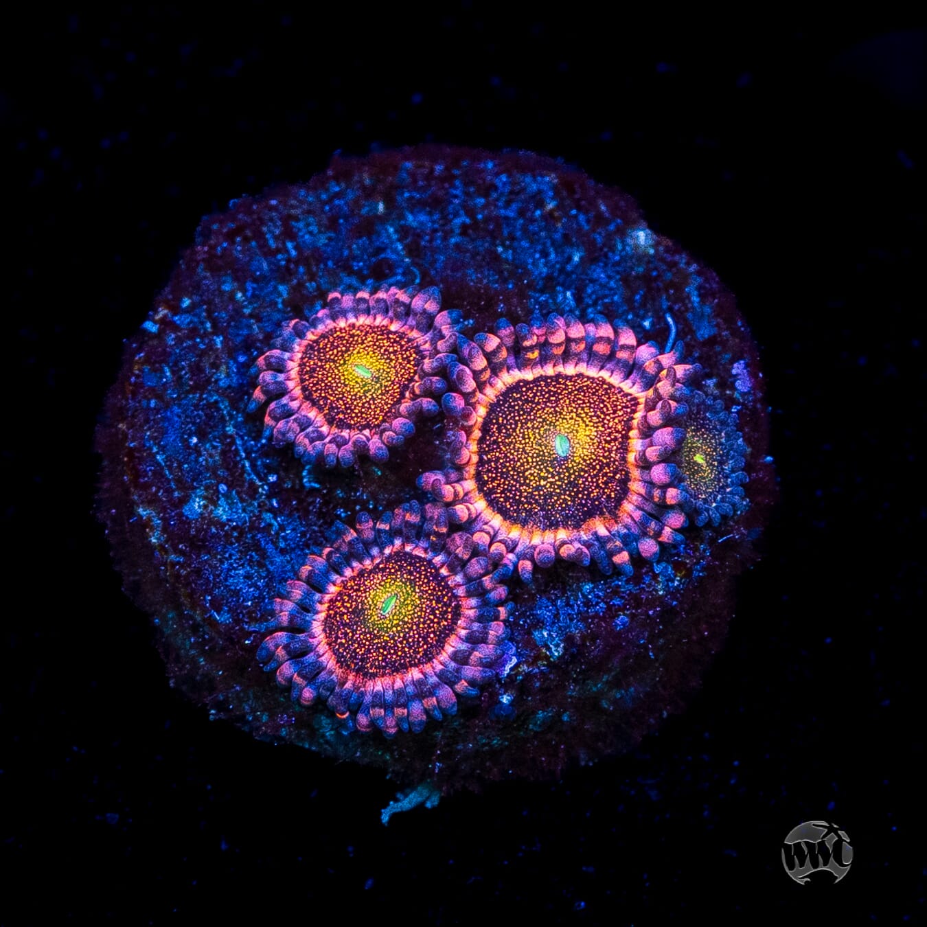 Mohawk Zoanthids