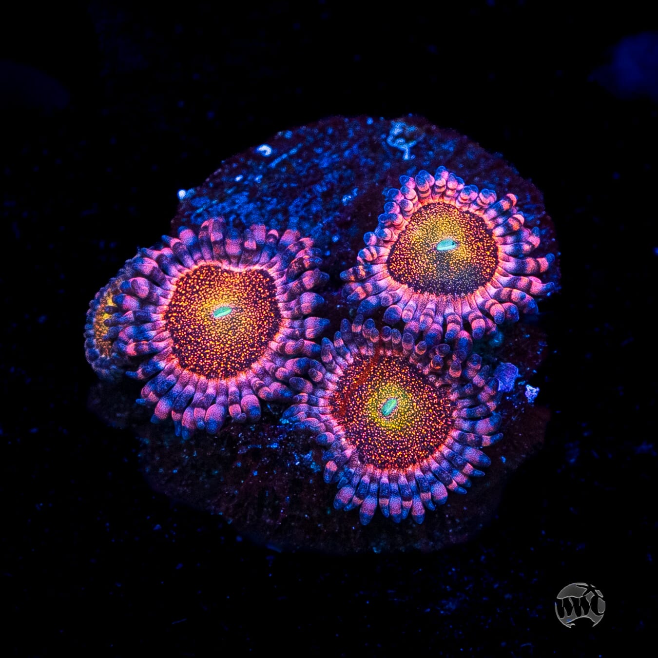 Mohawk Zoanthids