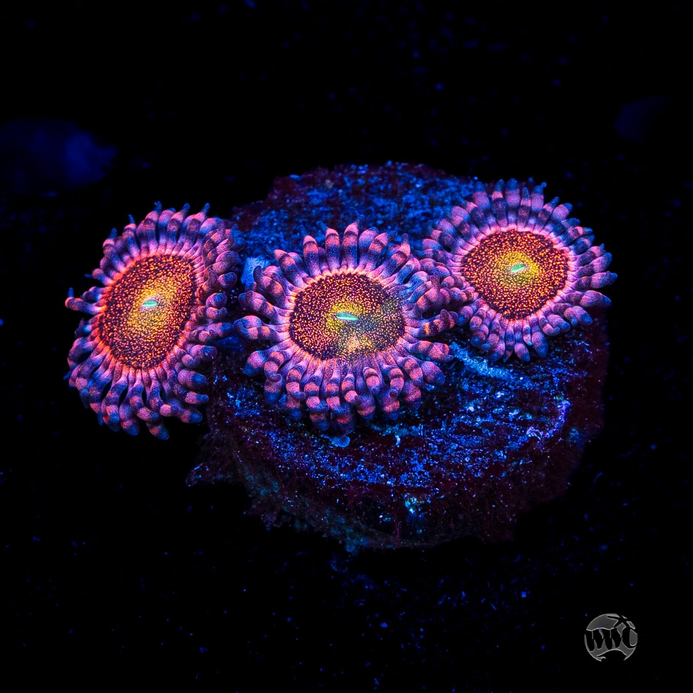 Mohawk Zoanthids