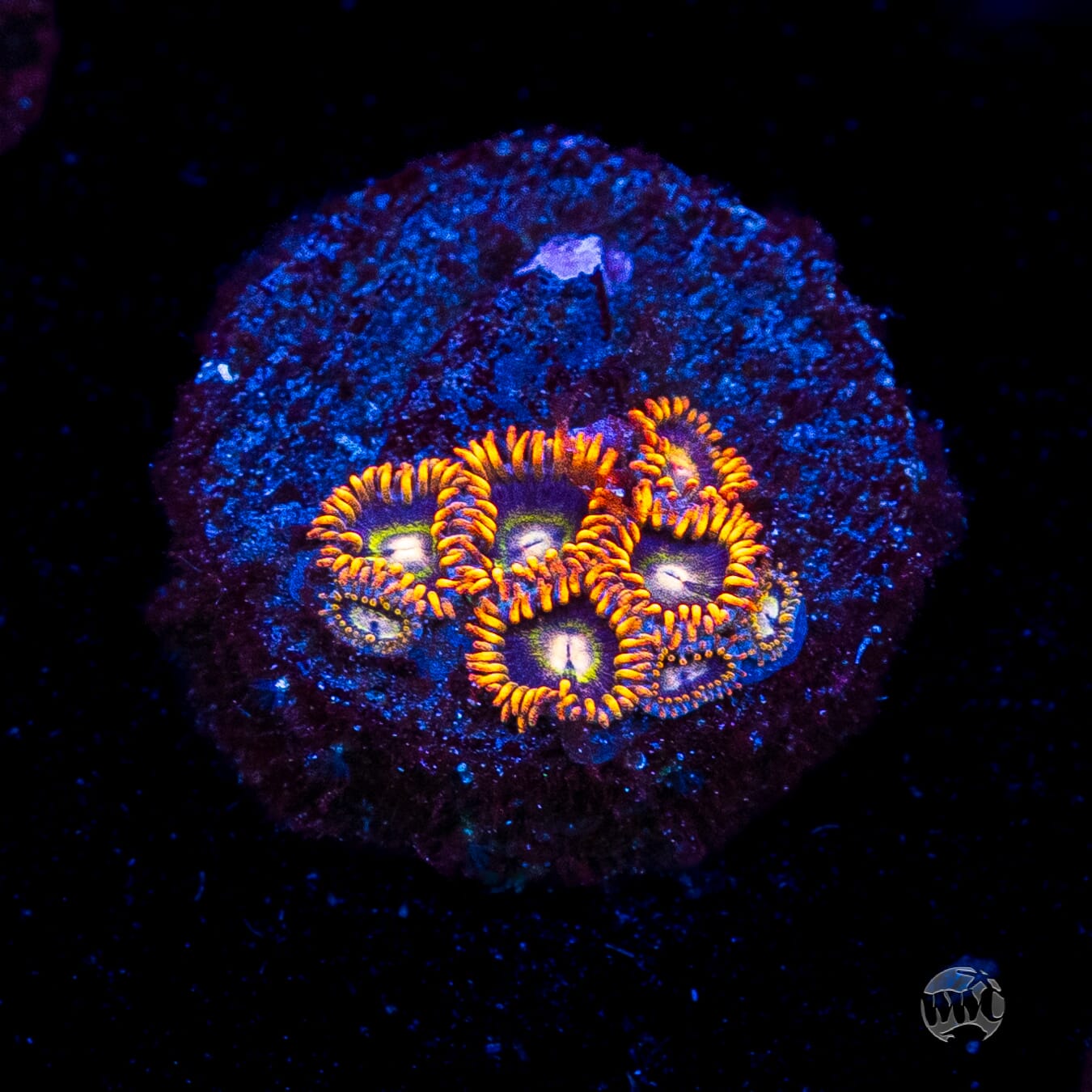 Rainbow Hornet Zoanthids