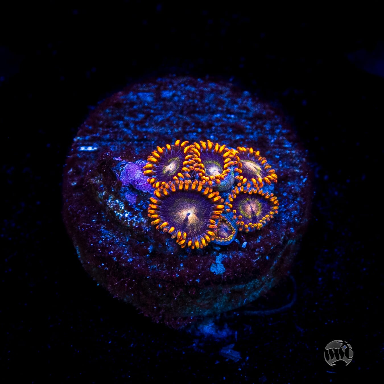 Rainbow Hornet Zoanthids