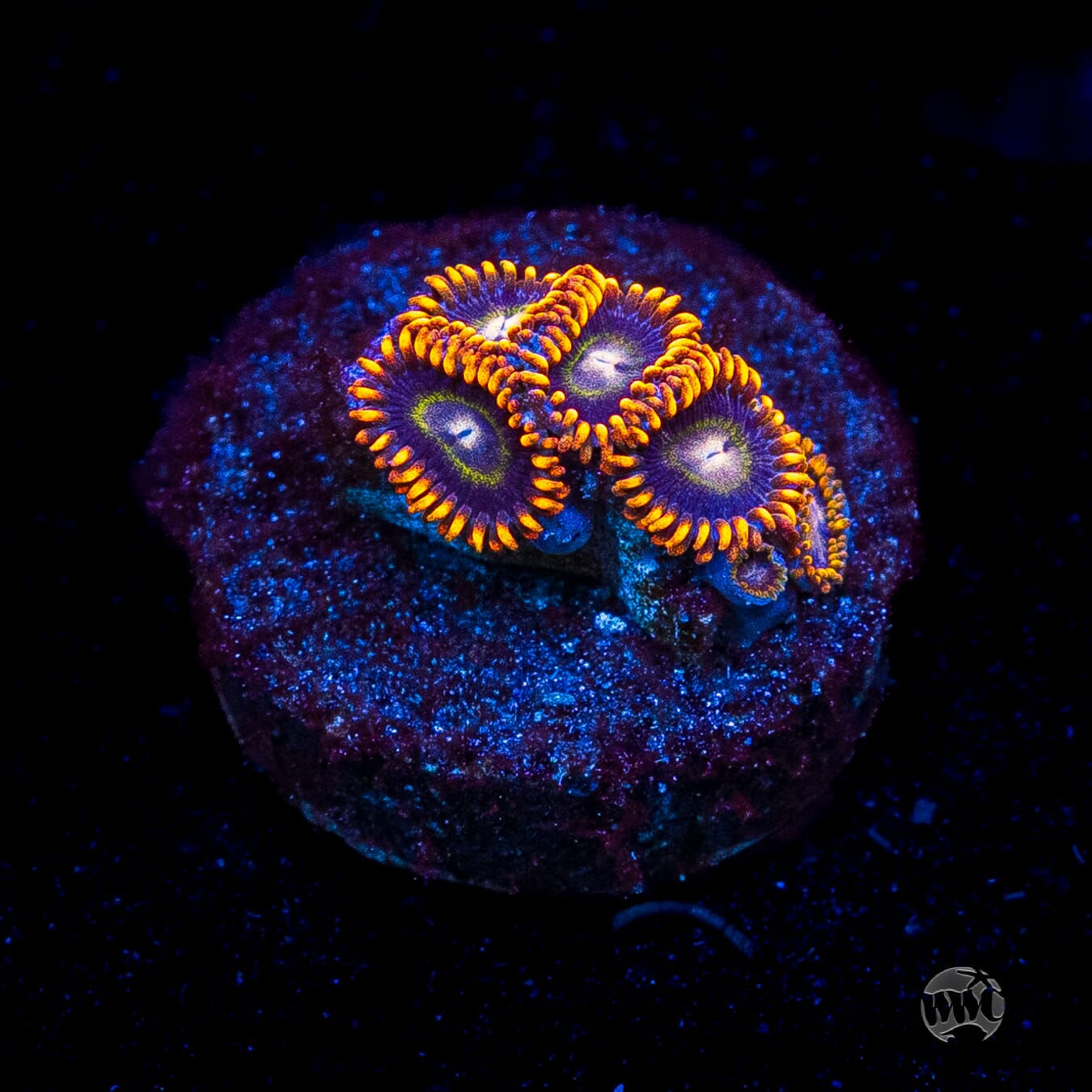 Rainbow Hornet Zoanthids
