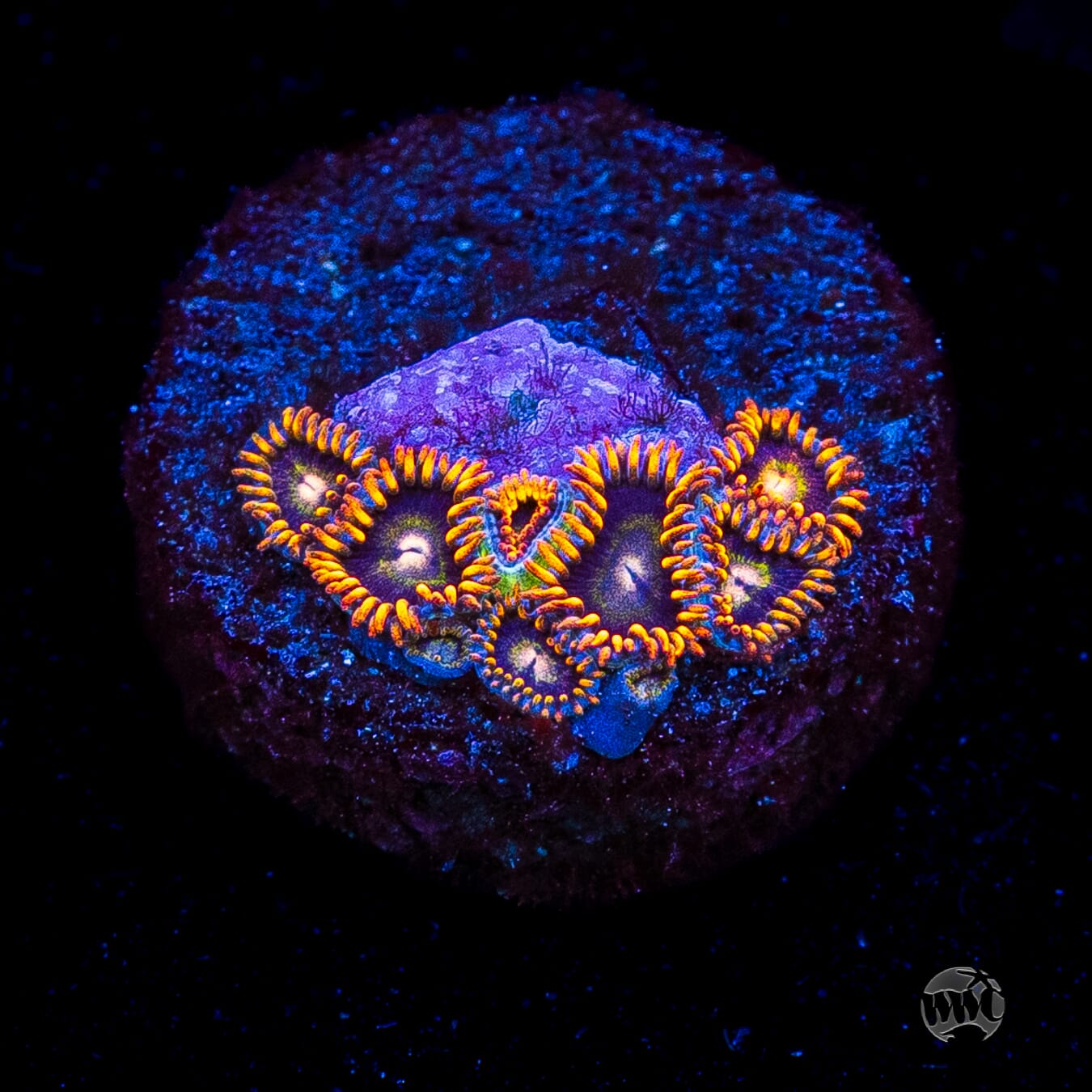 Rainbow Hornet Zoanthids