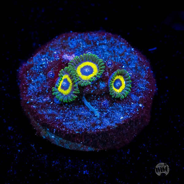 WWC Yellow Submarine Zoanthids