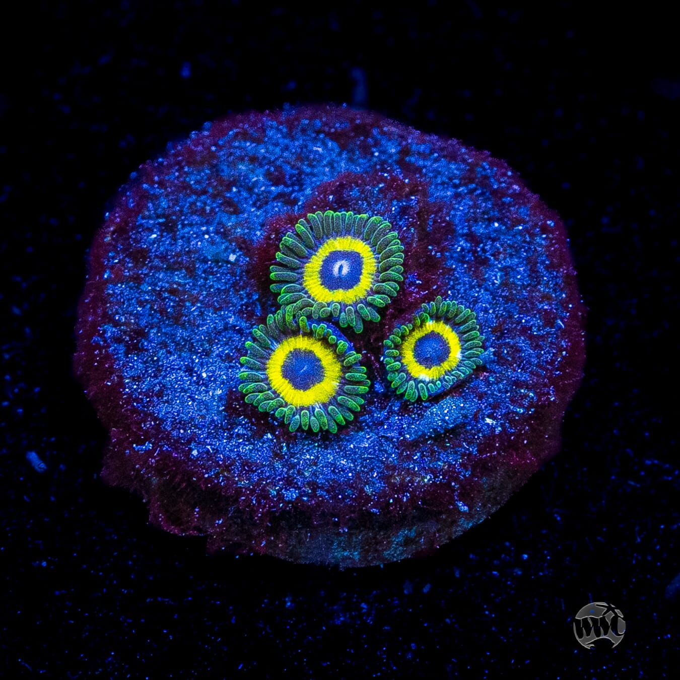 WWC Yellow Submarine Zoanthids