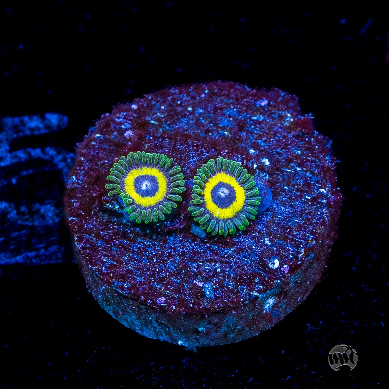 WWC Yellow Submarine Zoanthids