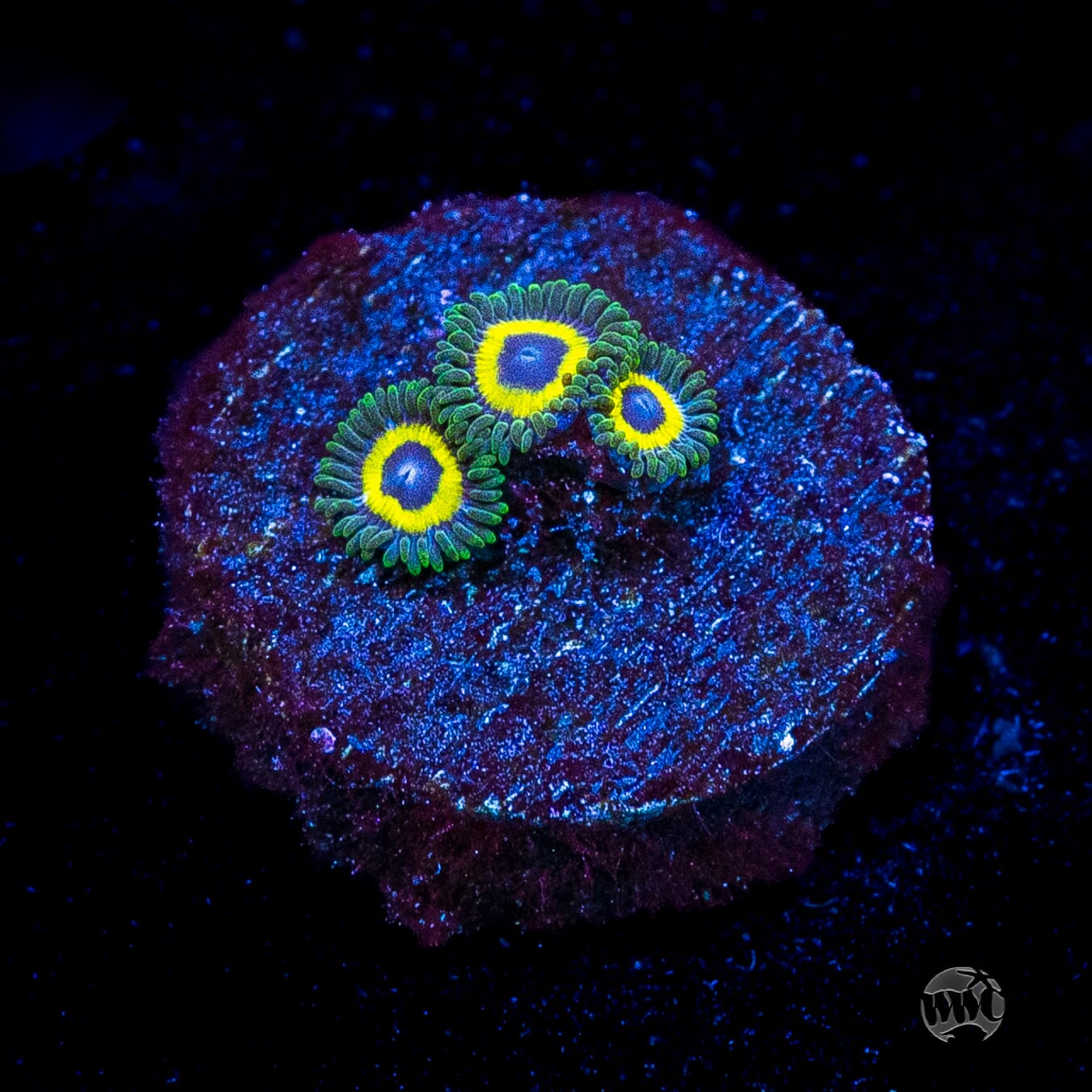 WWC Yellow Submarine Zoanthids