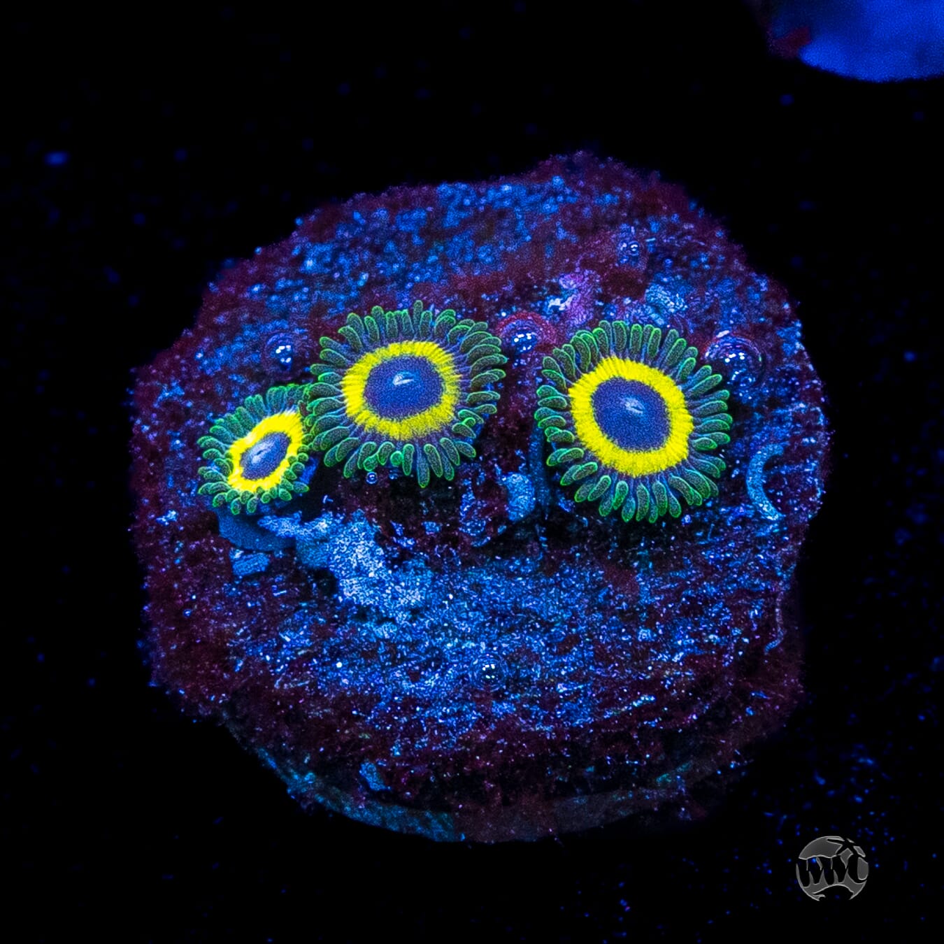 WWC Yellow Submarine Zoanthids