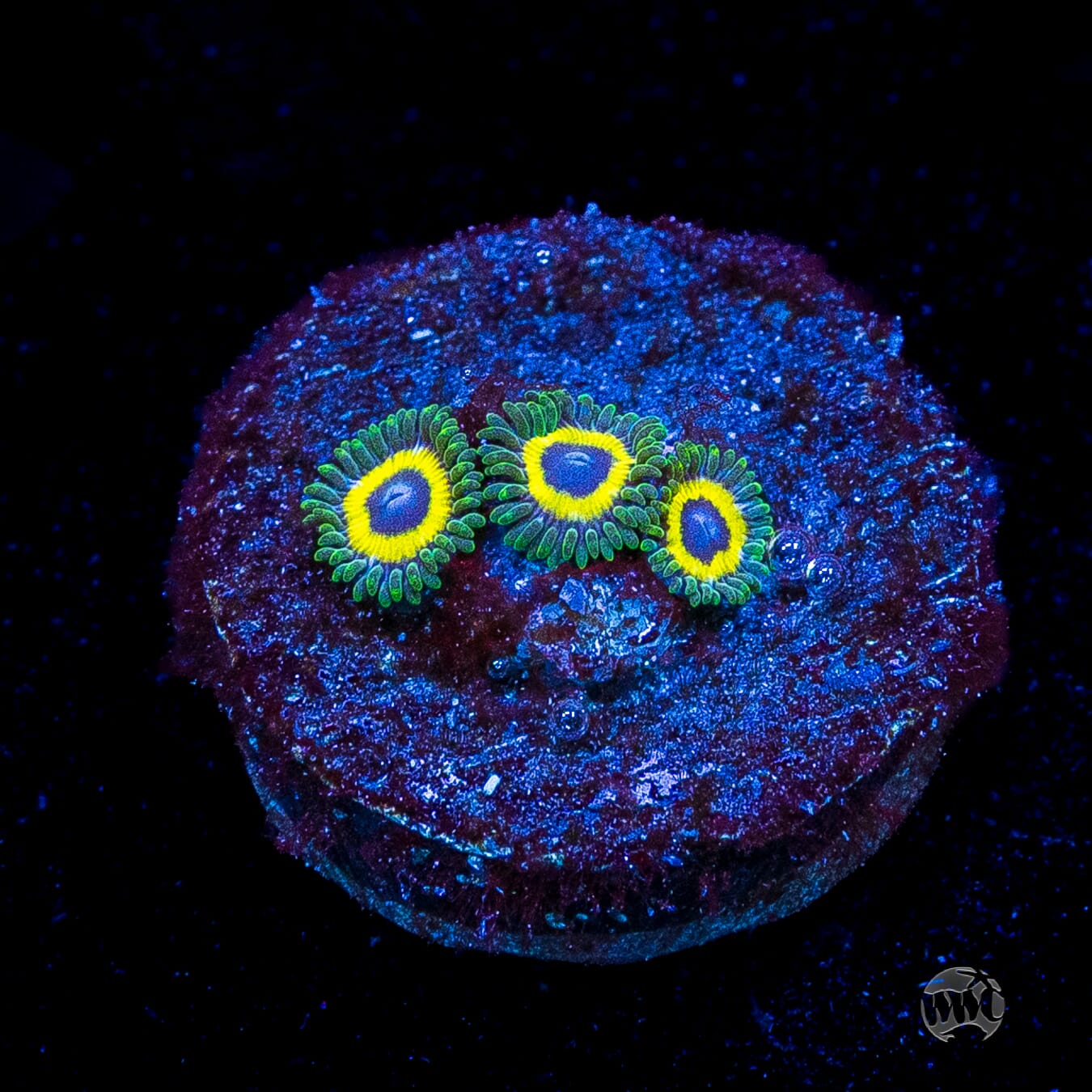 WWC Yellow Submarine Zoanthids
