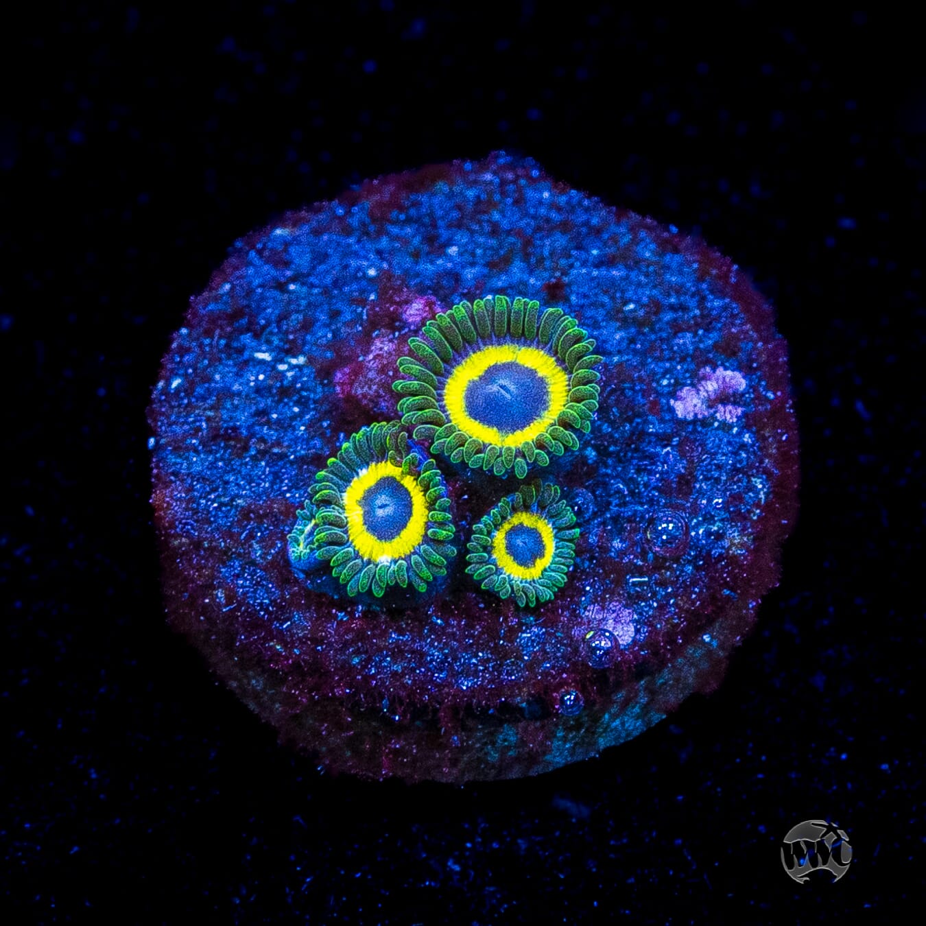 WWC Yellow Submarine Zoanthids