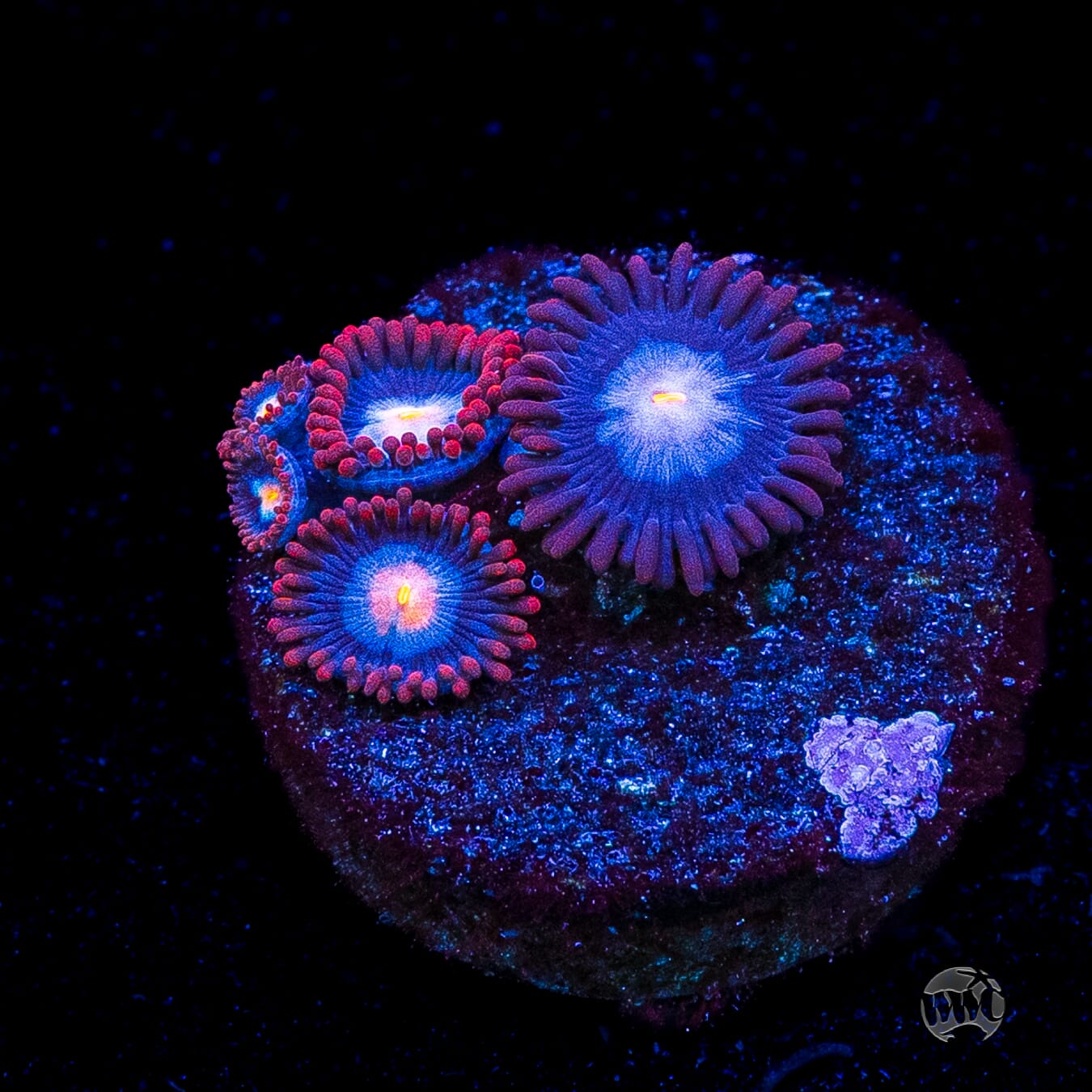 WWC Blue Steel Zoanthids