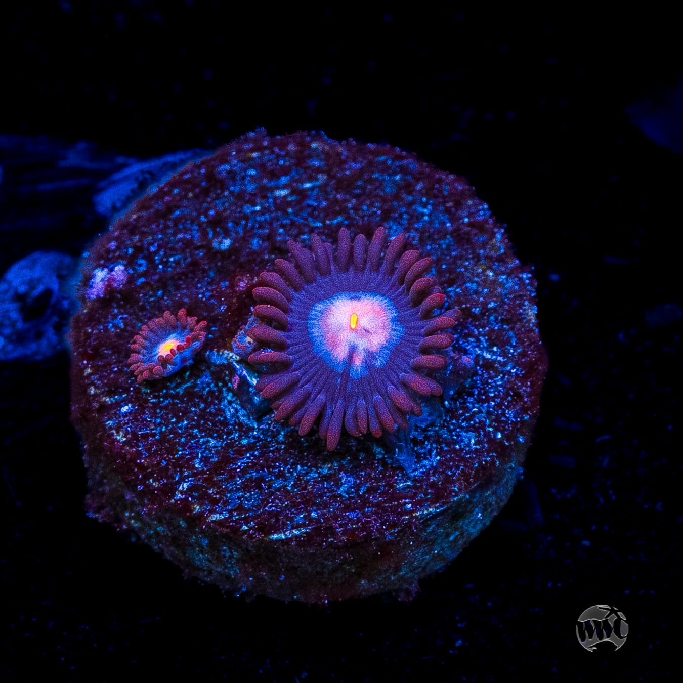 WWC Blue Steel Zoanthids