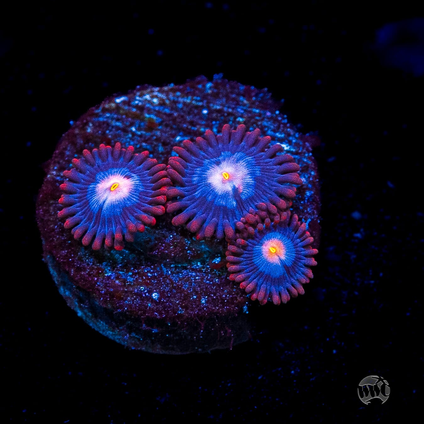 WWC Blue Steel Zoanthids