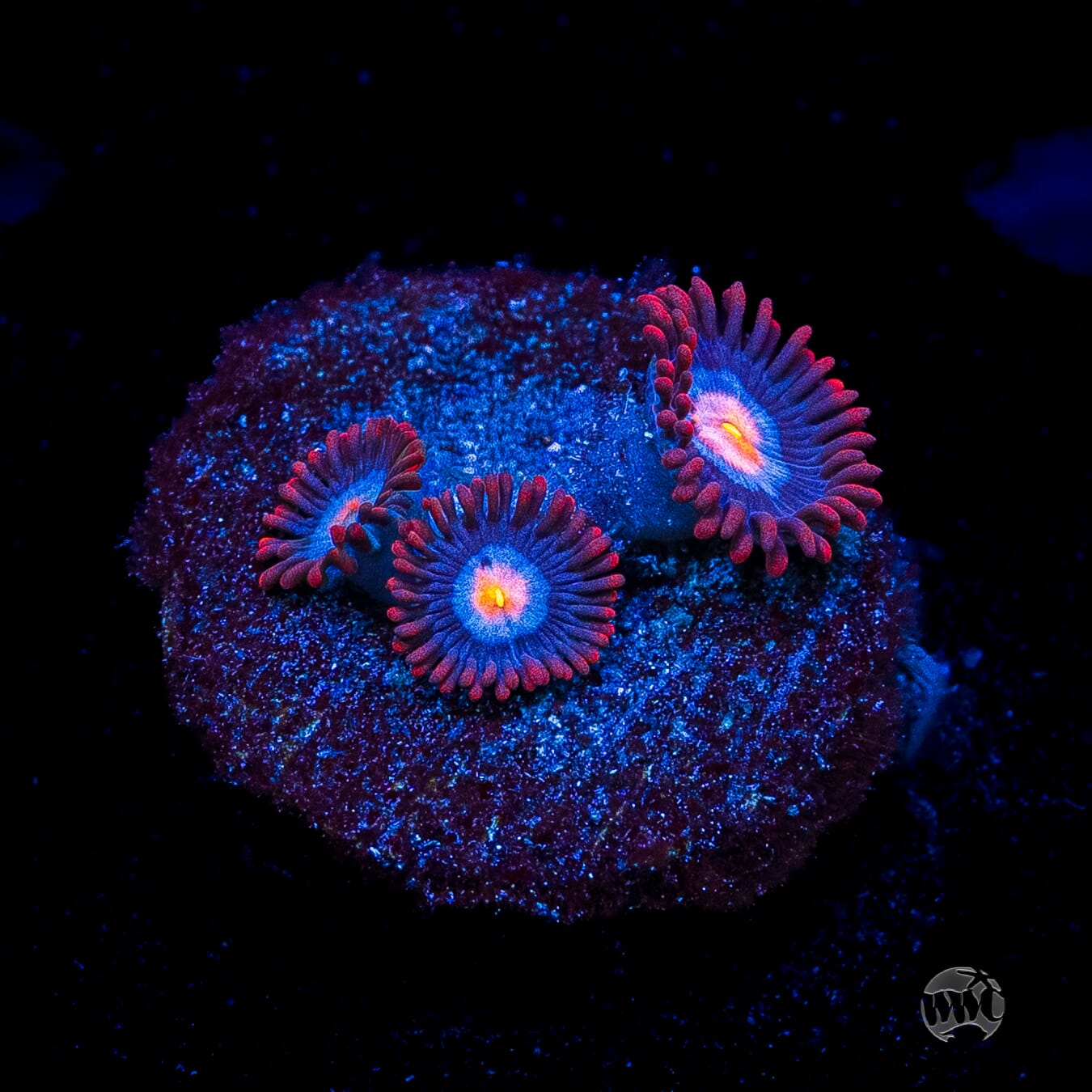 WWC Blue Steel Zoanthids