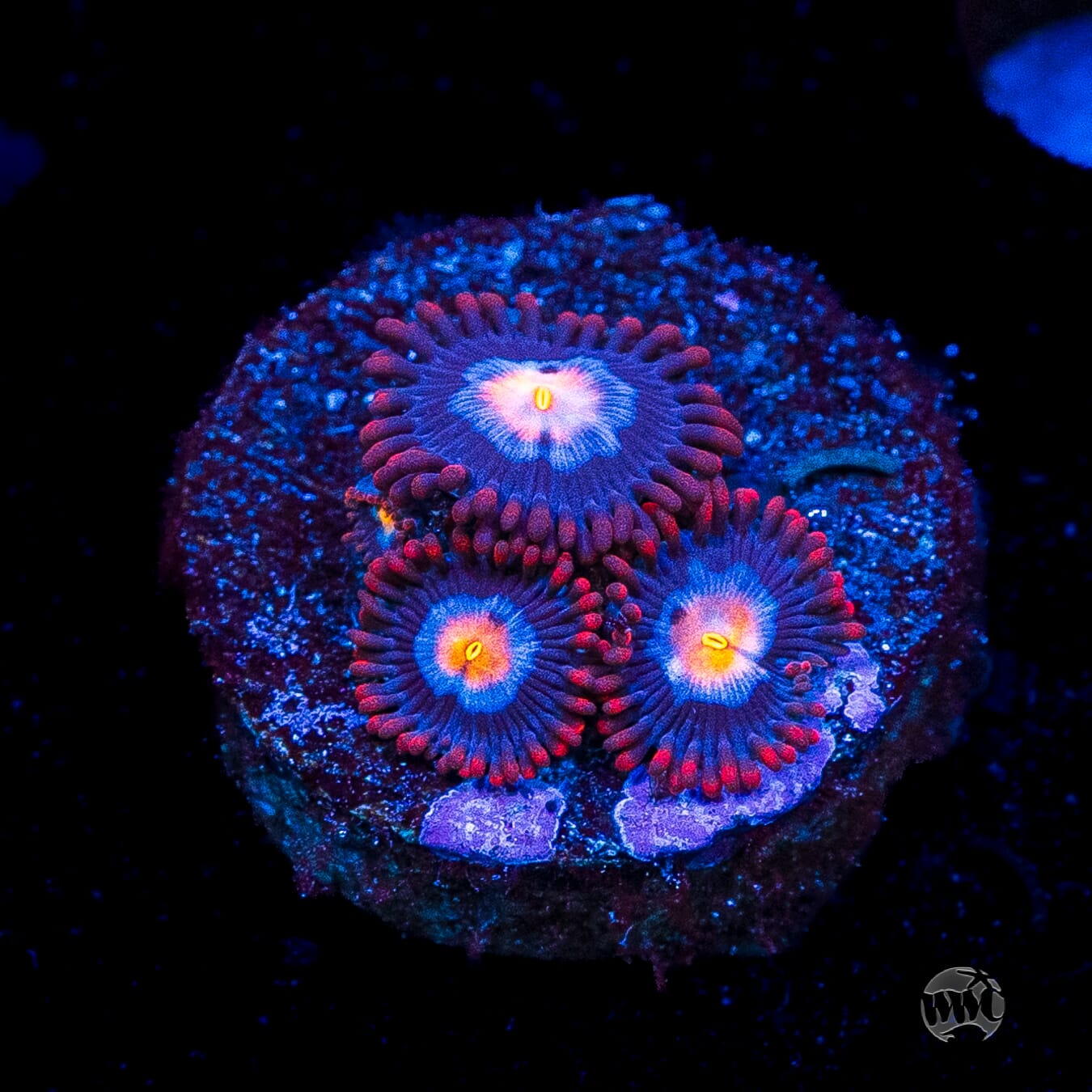 WWC Blue Steel Zoanthids