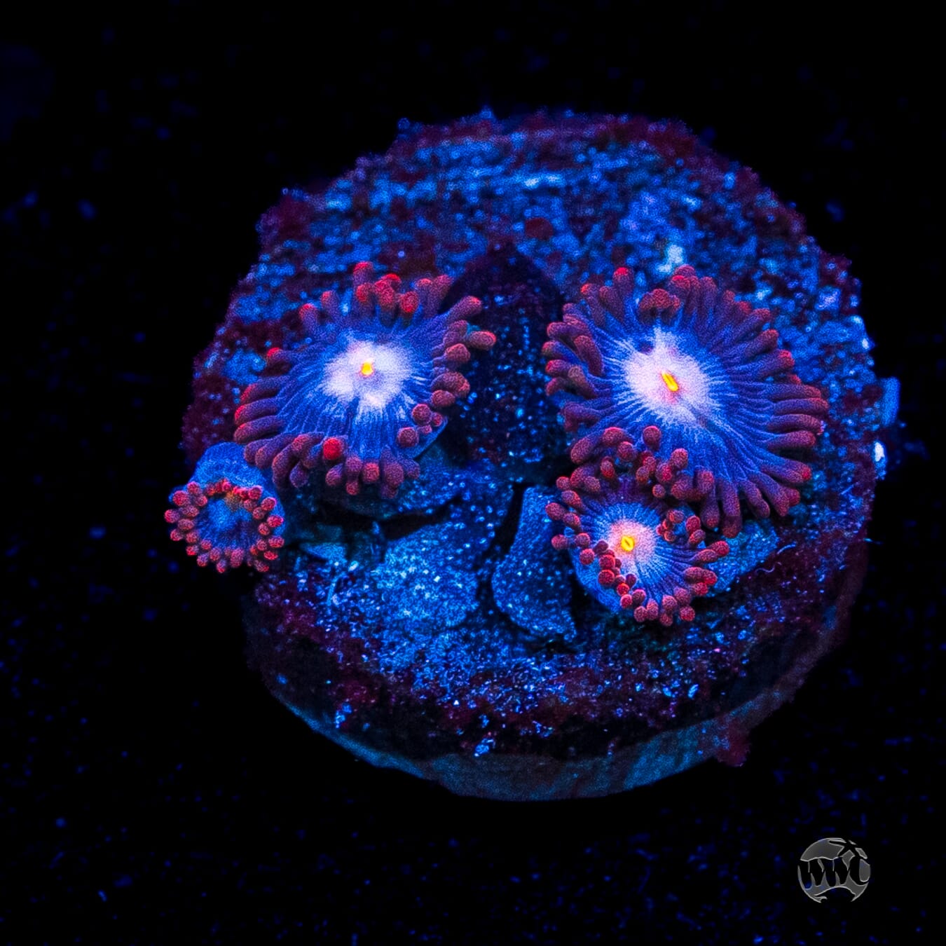 WWC Blue Steel Zoanthids