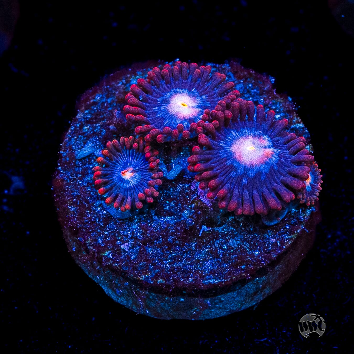 WWC Blue Steel Zoanthids
