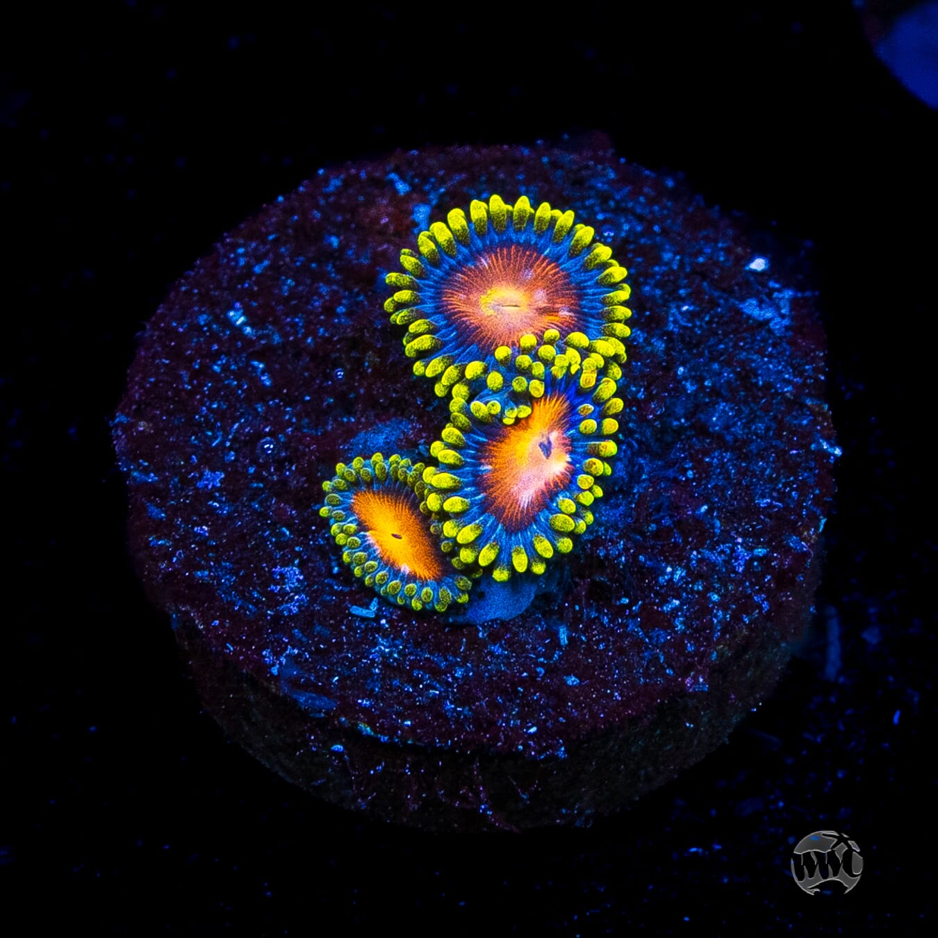 Dragon Eye Zoanthids