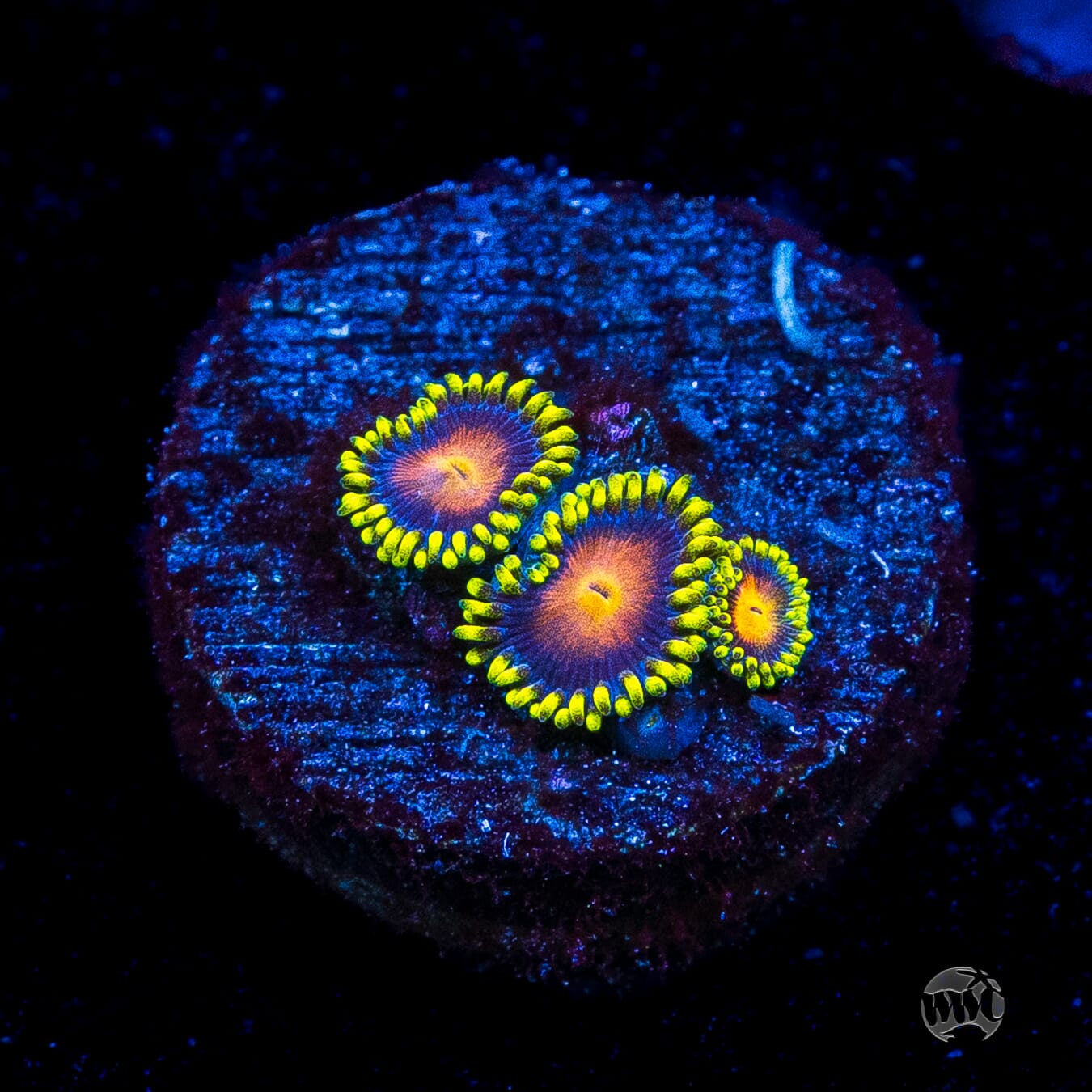 Dragon Eye Zoanthids