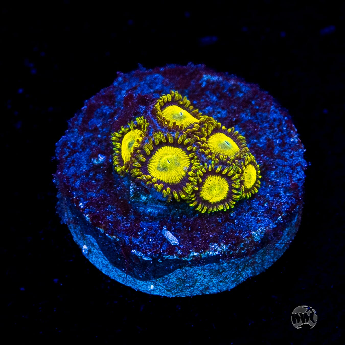King Midas Zoanthids