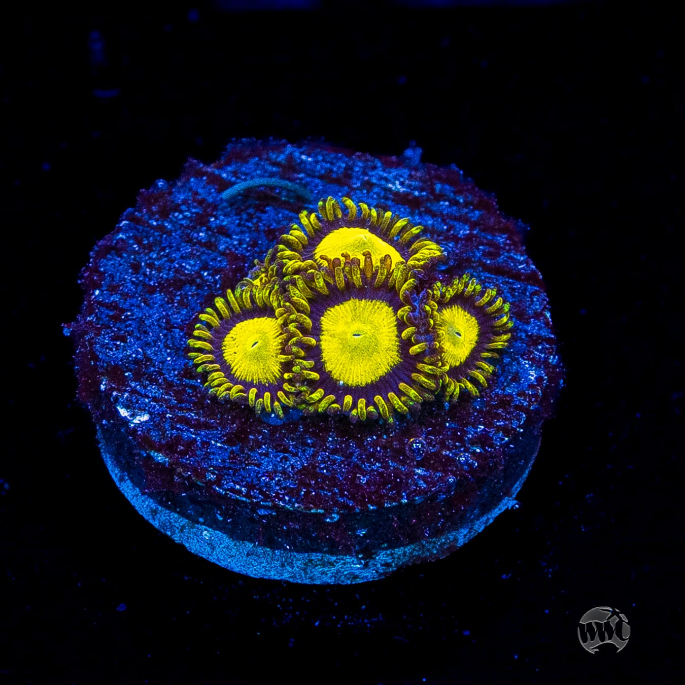 King Midas Zoanthids