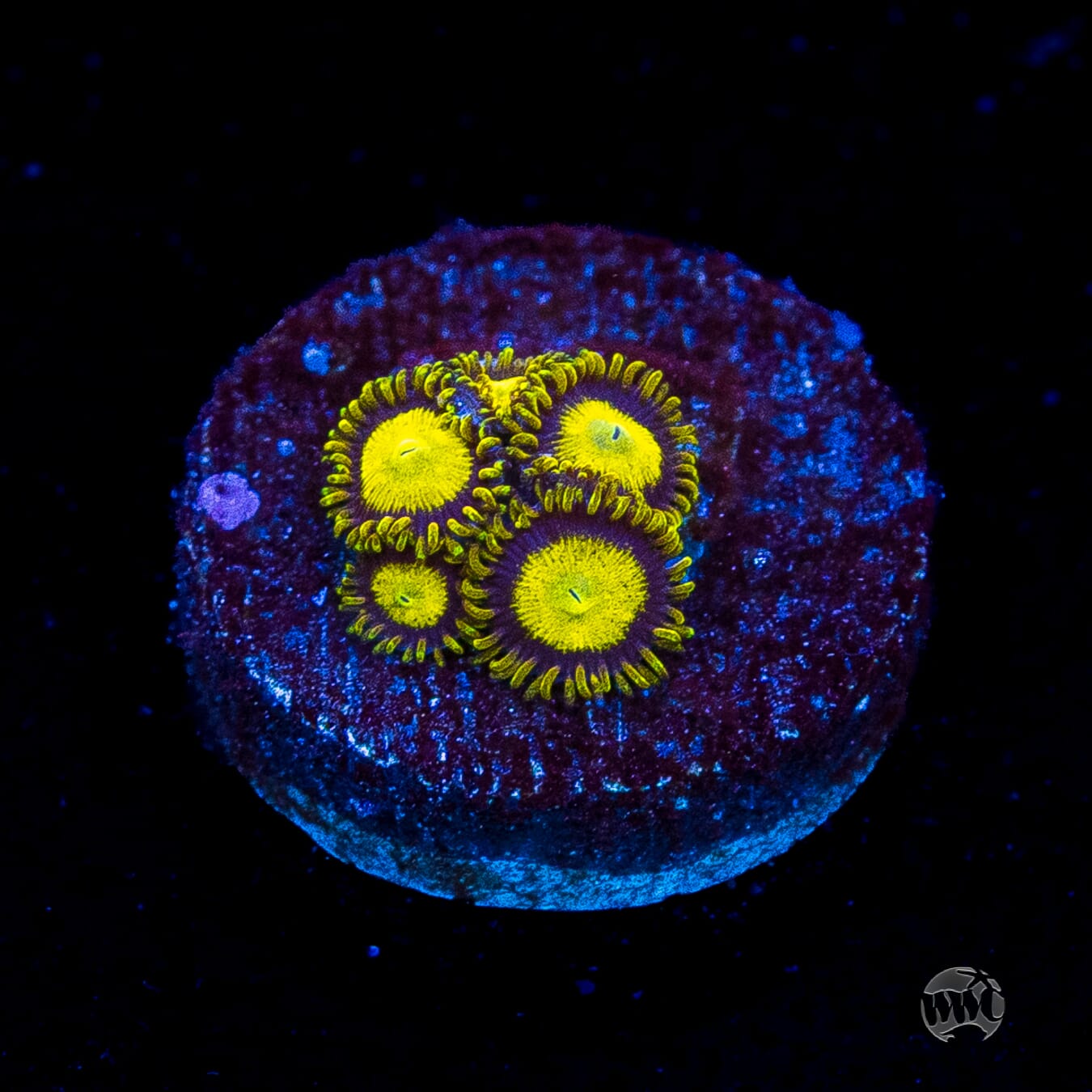 King Midas Zoanthids