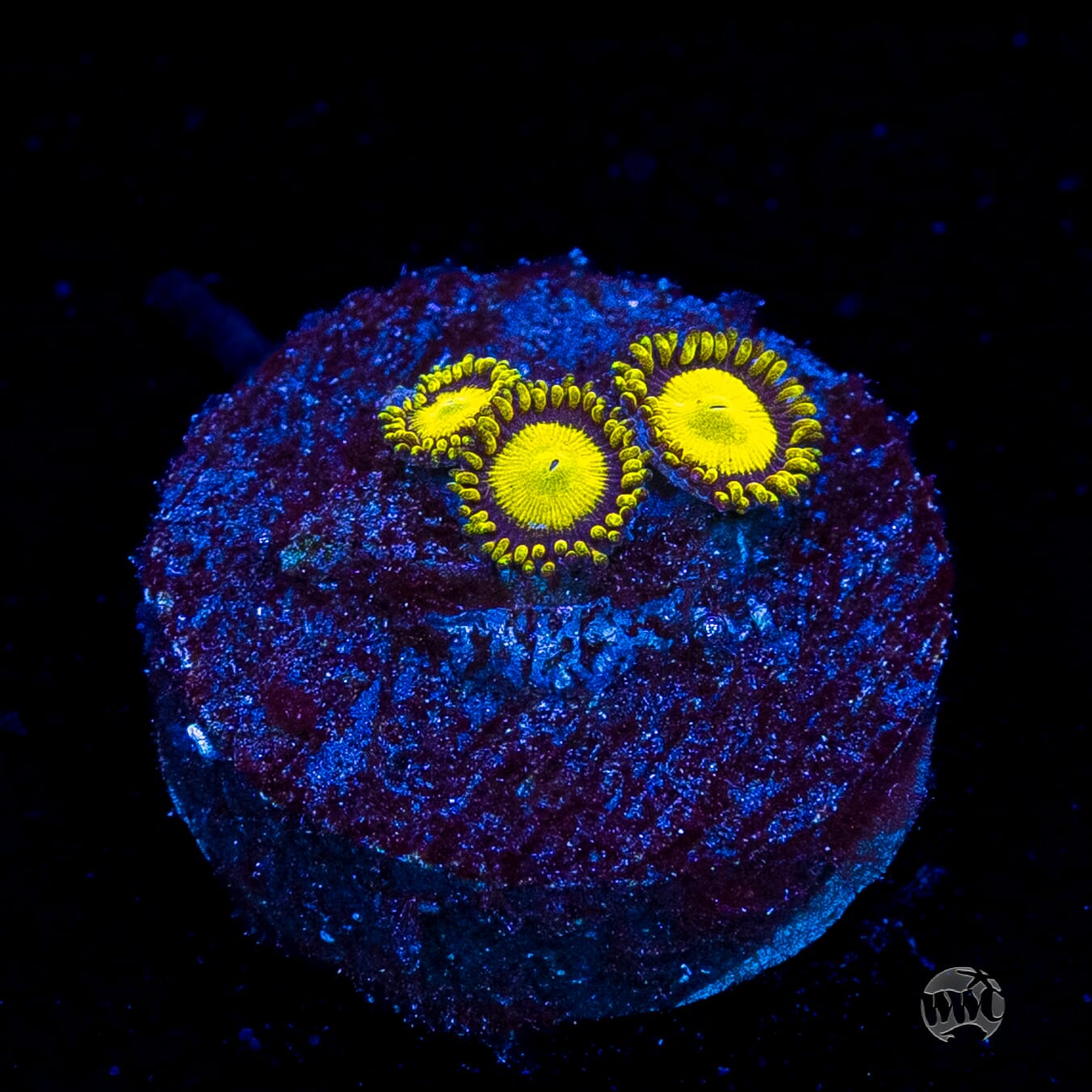King Midas Zoanthids