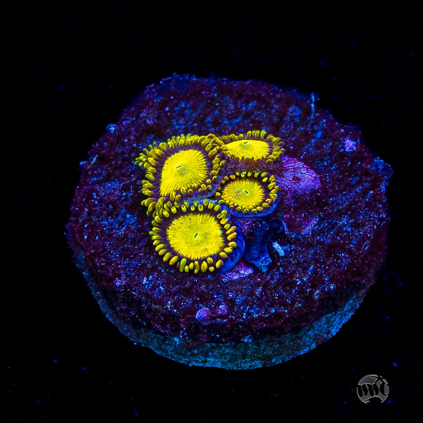 King Midas Zoanthids