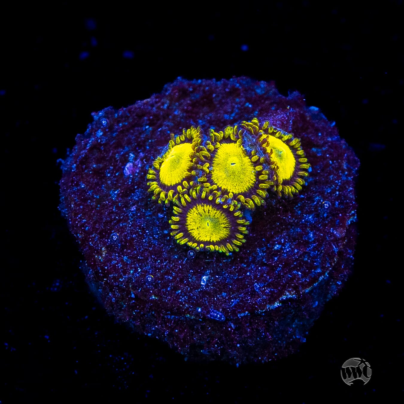 King Midas Zoanthids