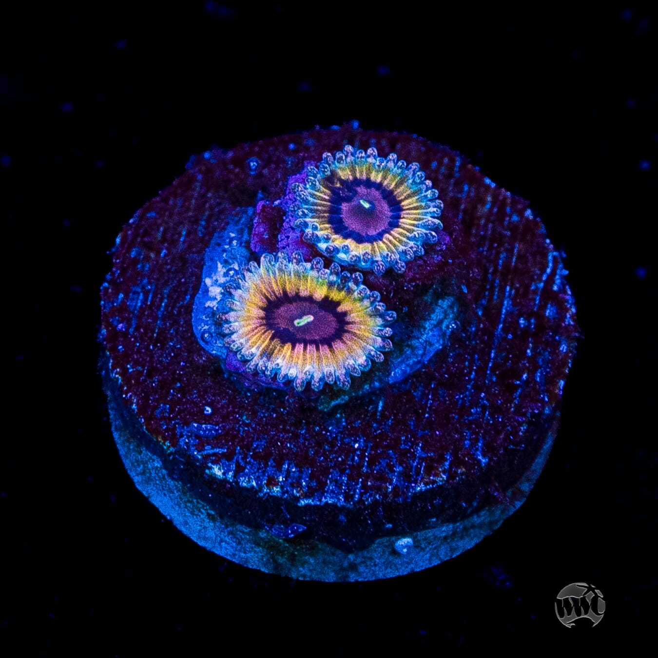 Queen Stratosphere Zoanthids