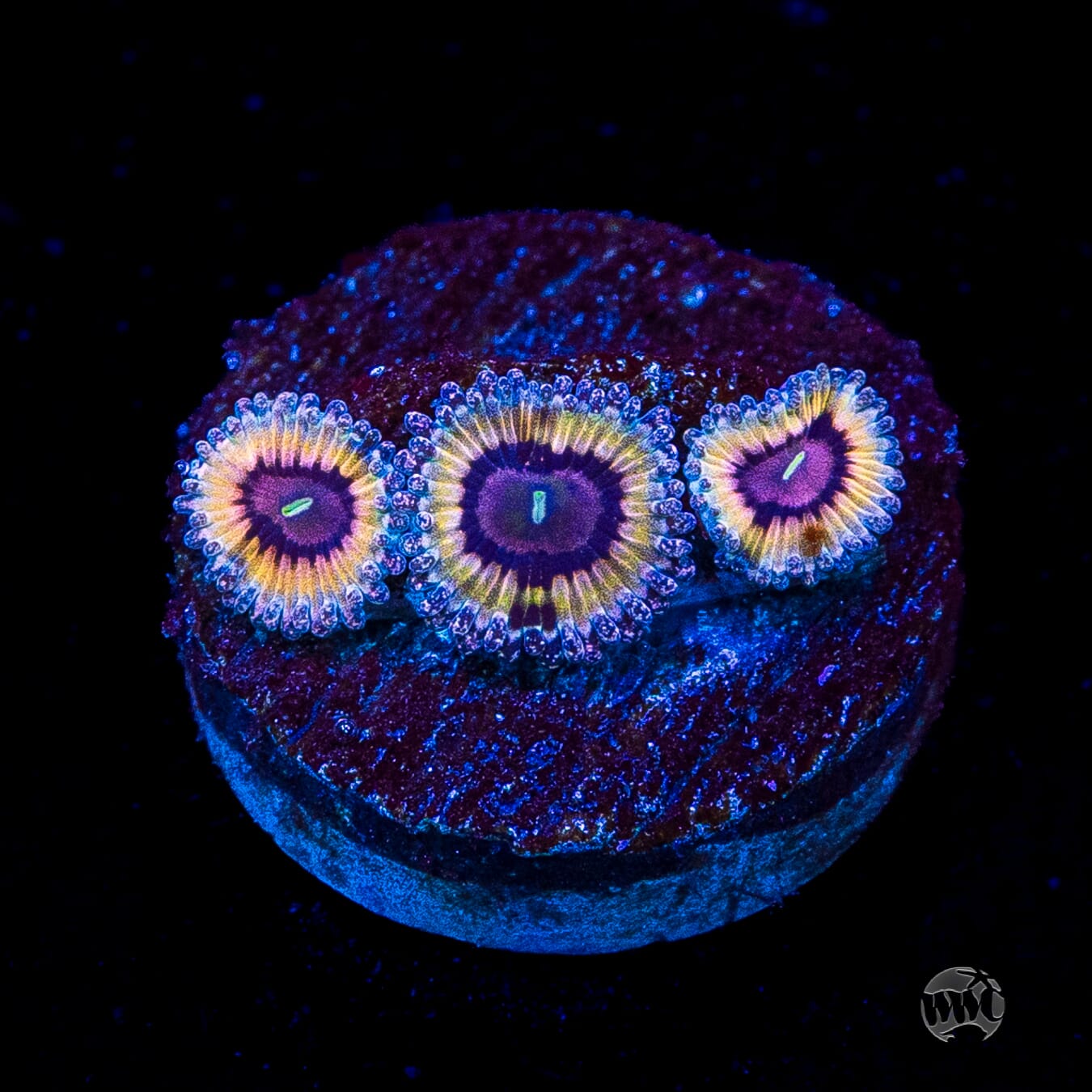 Queen Stratosphere Zoanthids