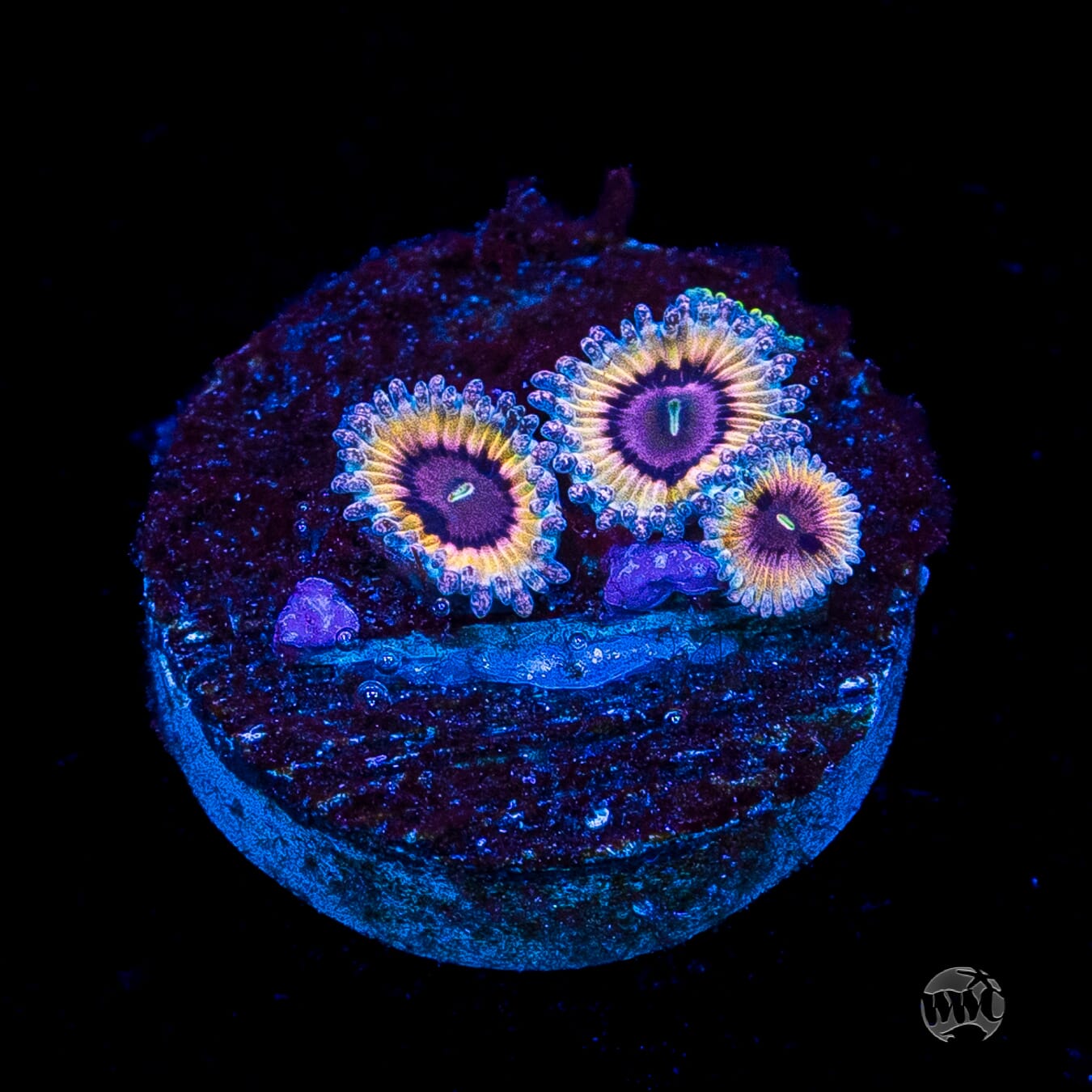 Queen Stratosphere Zoanthids