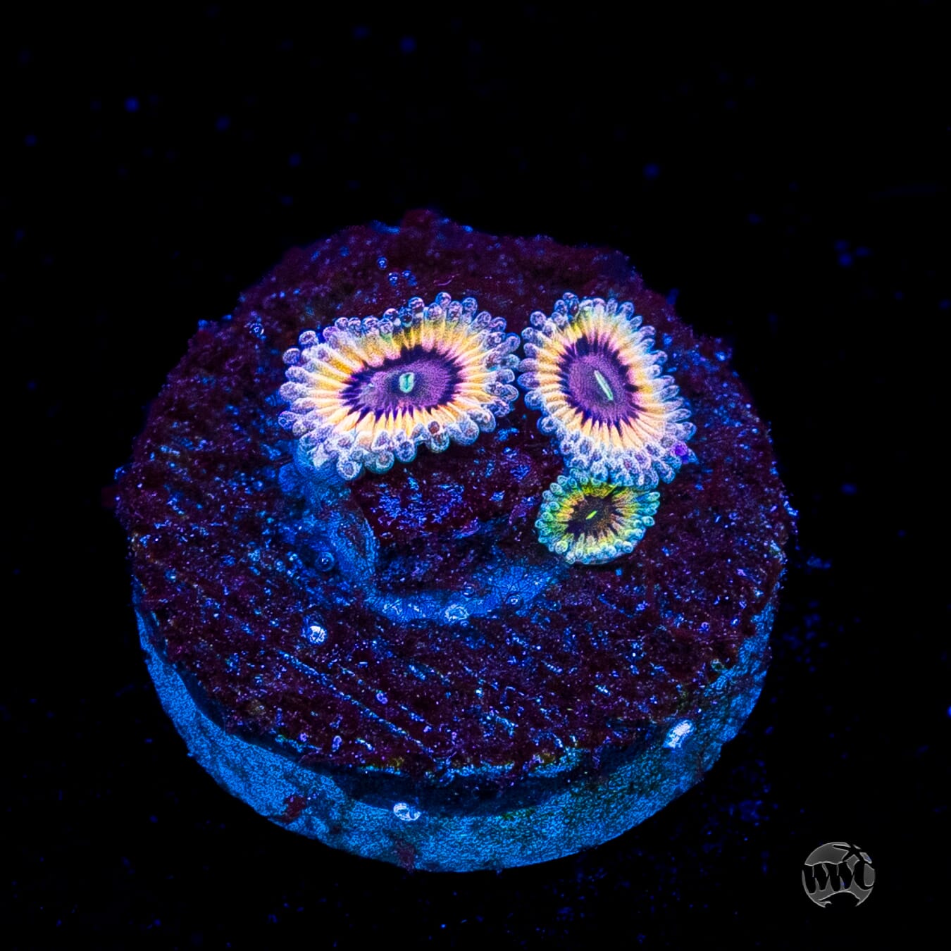 Queen Stratosphere Zoanthids