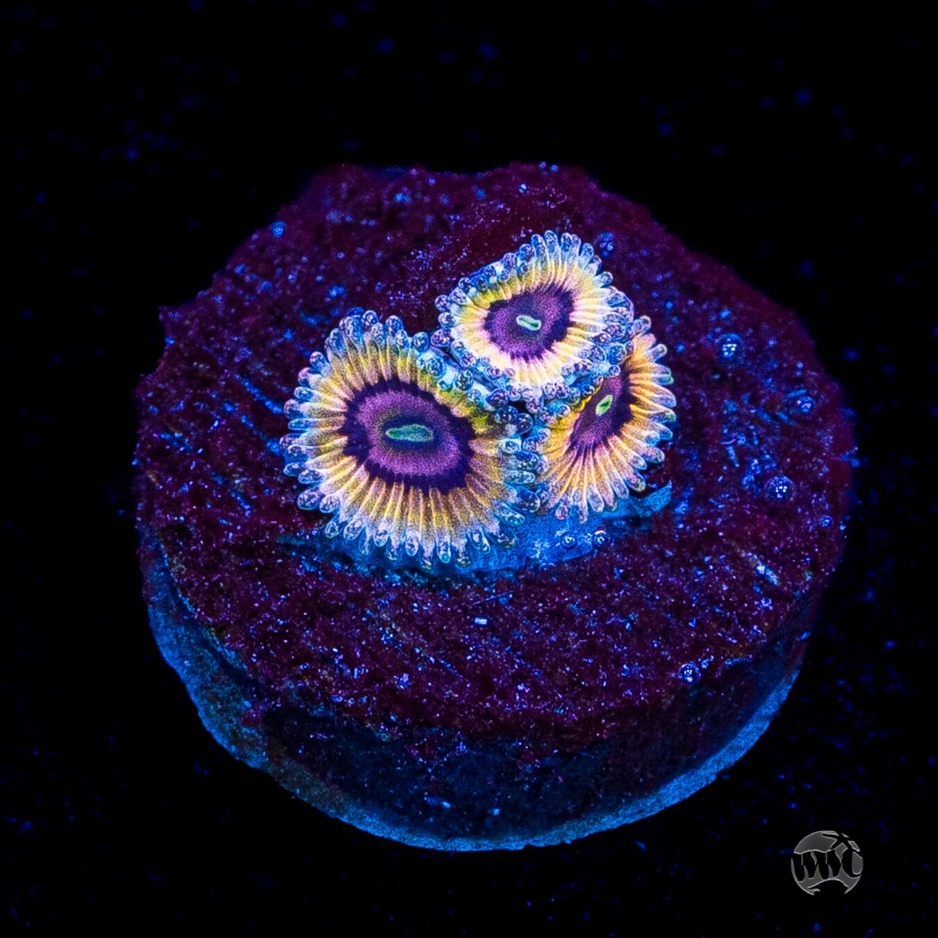 Queen Stratosphere Zoanthids
