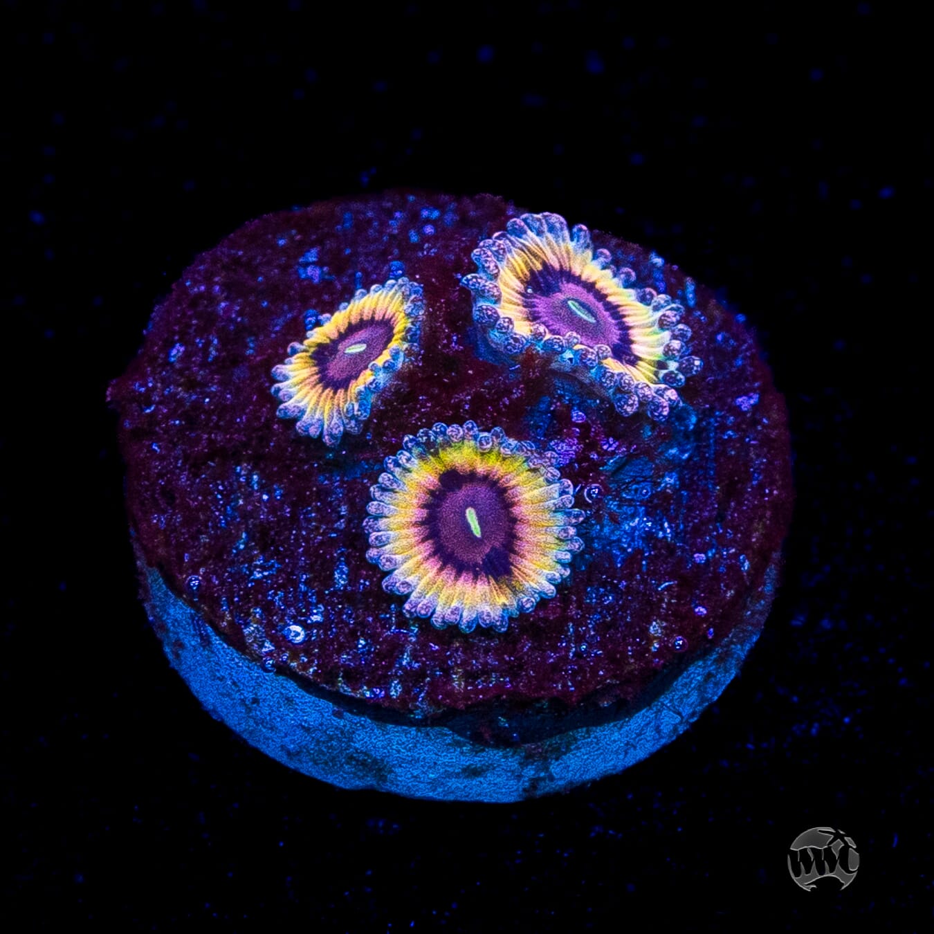 Queen Stratosphere Zoanthids